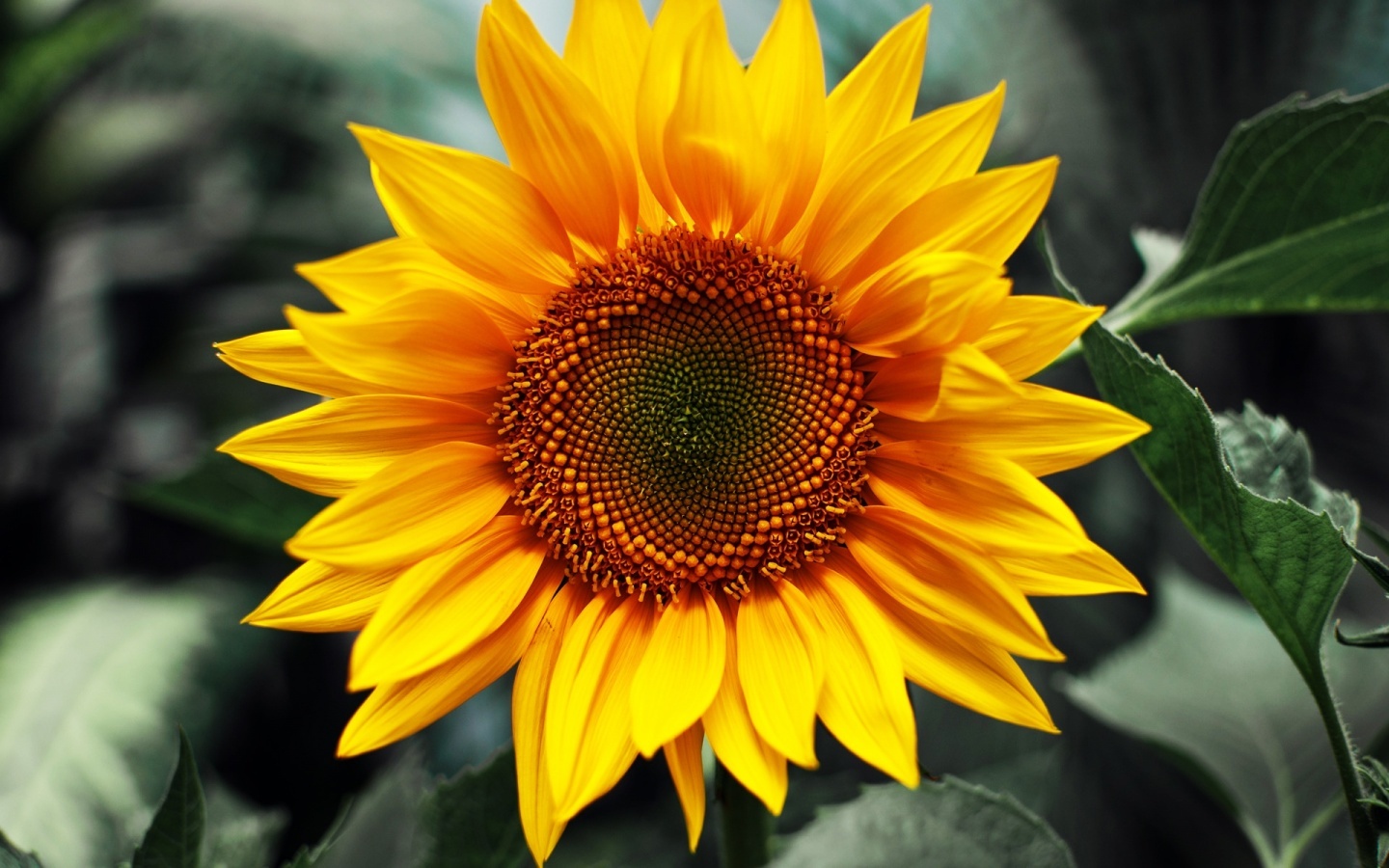 24292 Hintergrundbild herunterladen sonnenblumen, pflanzen, blumen - Bildschirmschoner und Bilder kostenlos