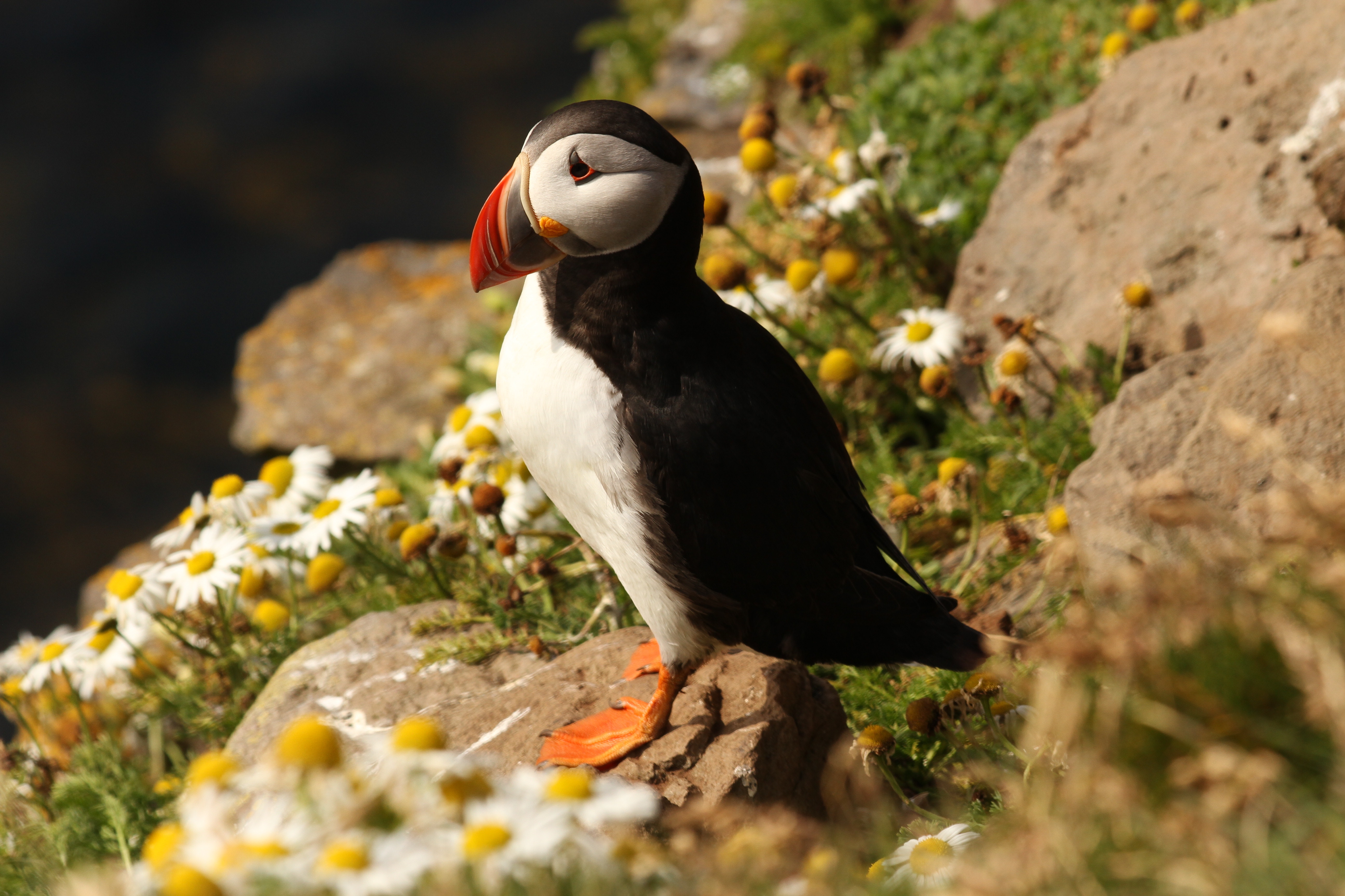  Puffin HD Android Wallpapers