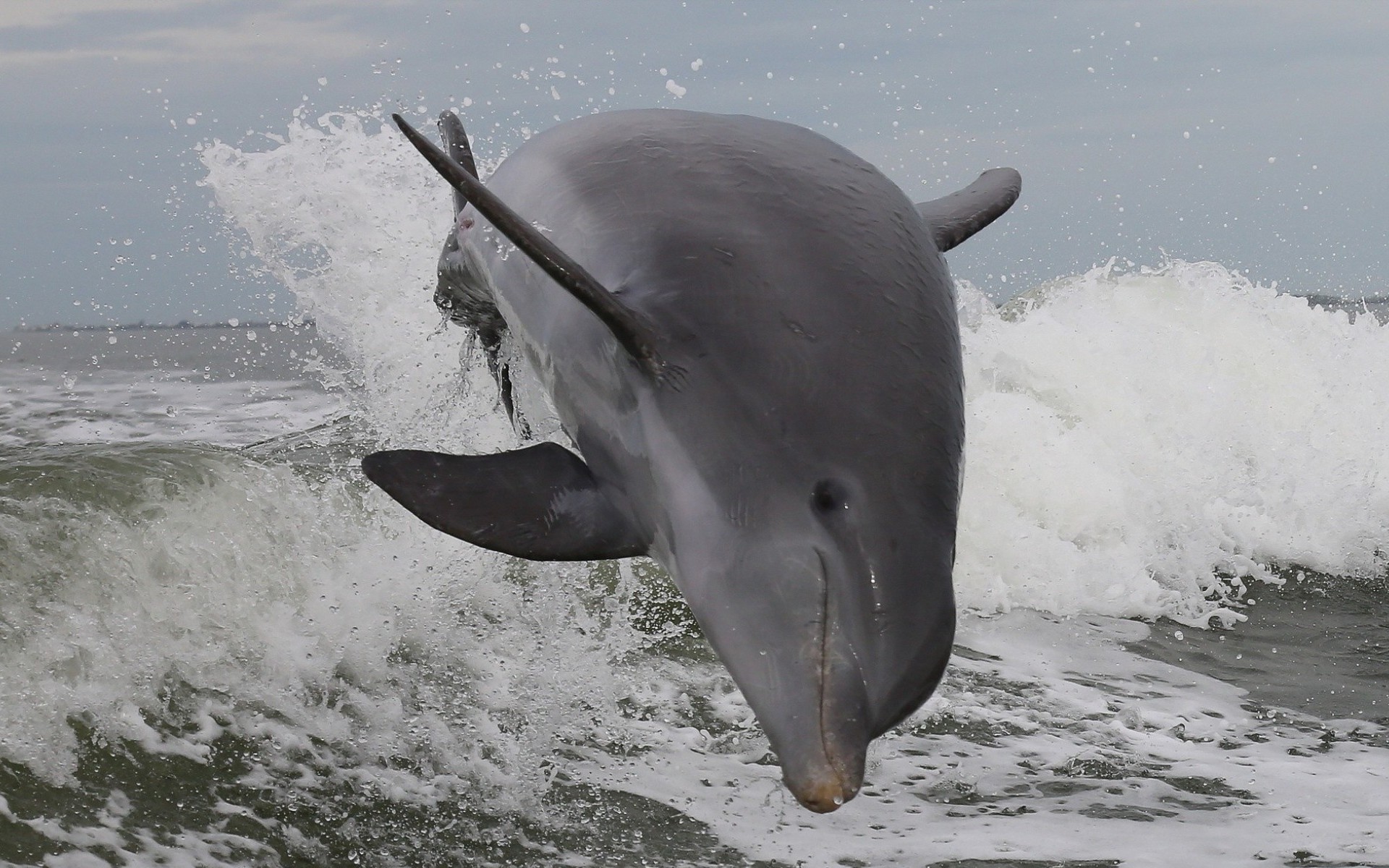 animal, dolphin, jump, sea 2160p
