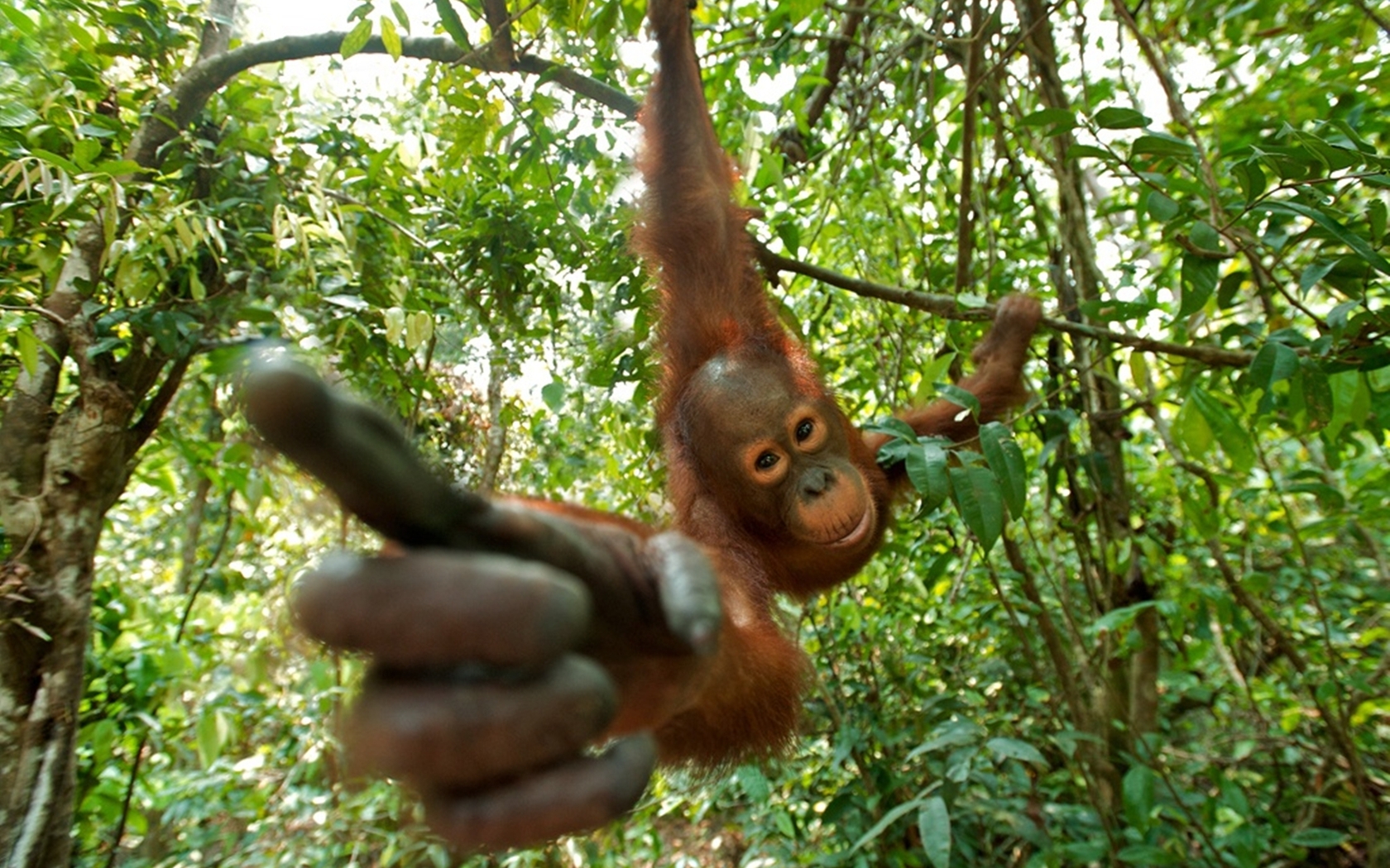 orangutan, animal, monkeys
