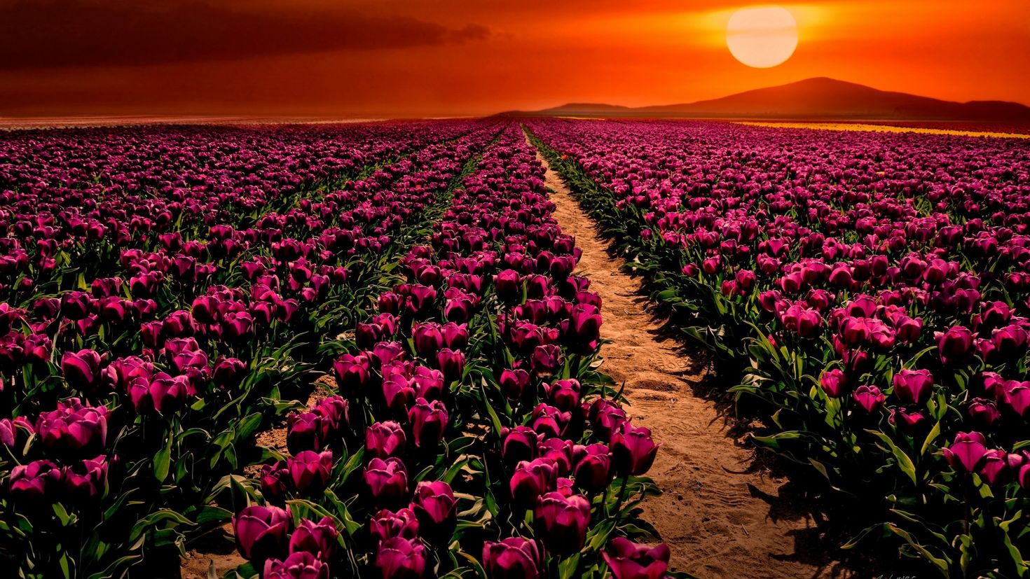 Тюльпаны на закате