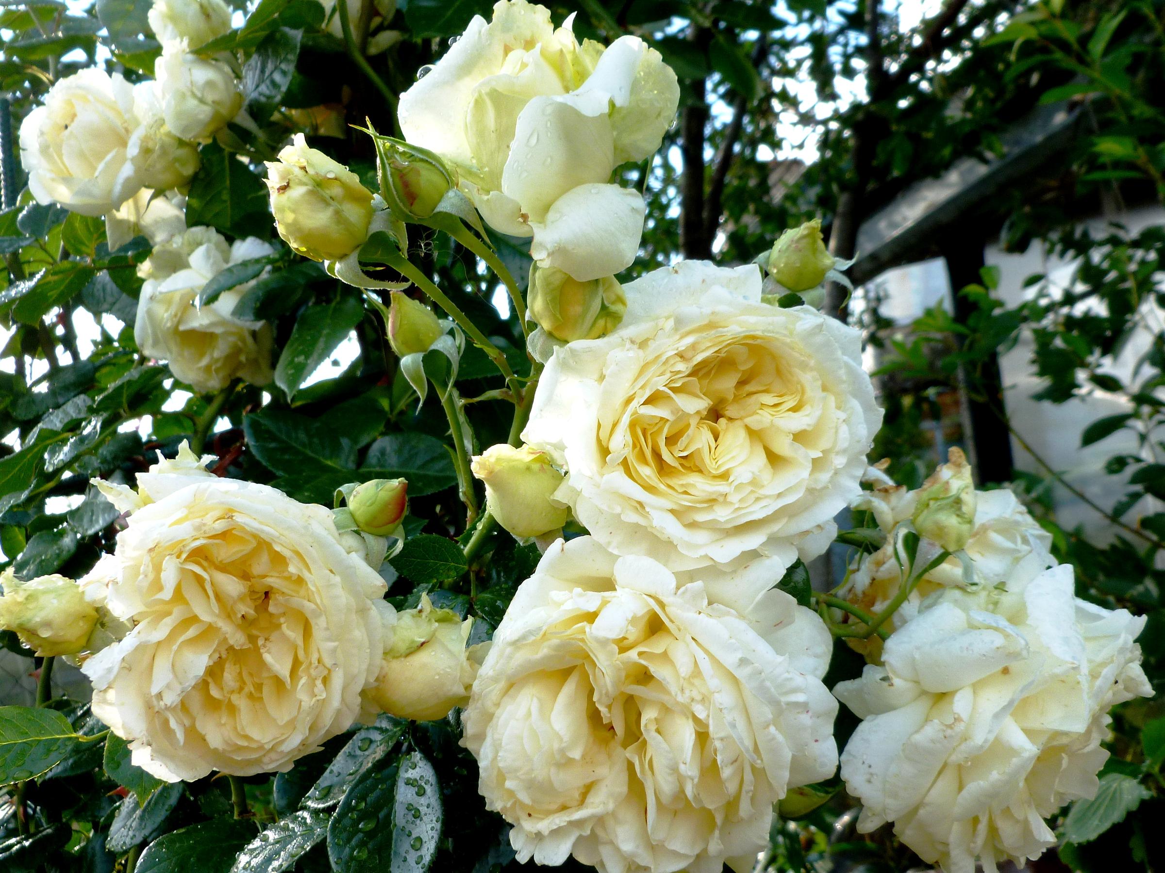 wallpapers white flower, white rose, earth, rose bush, close up, leaf, rose, white, flowers