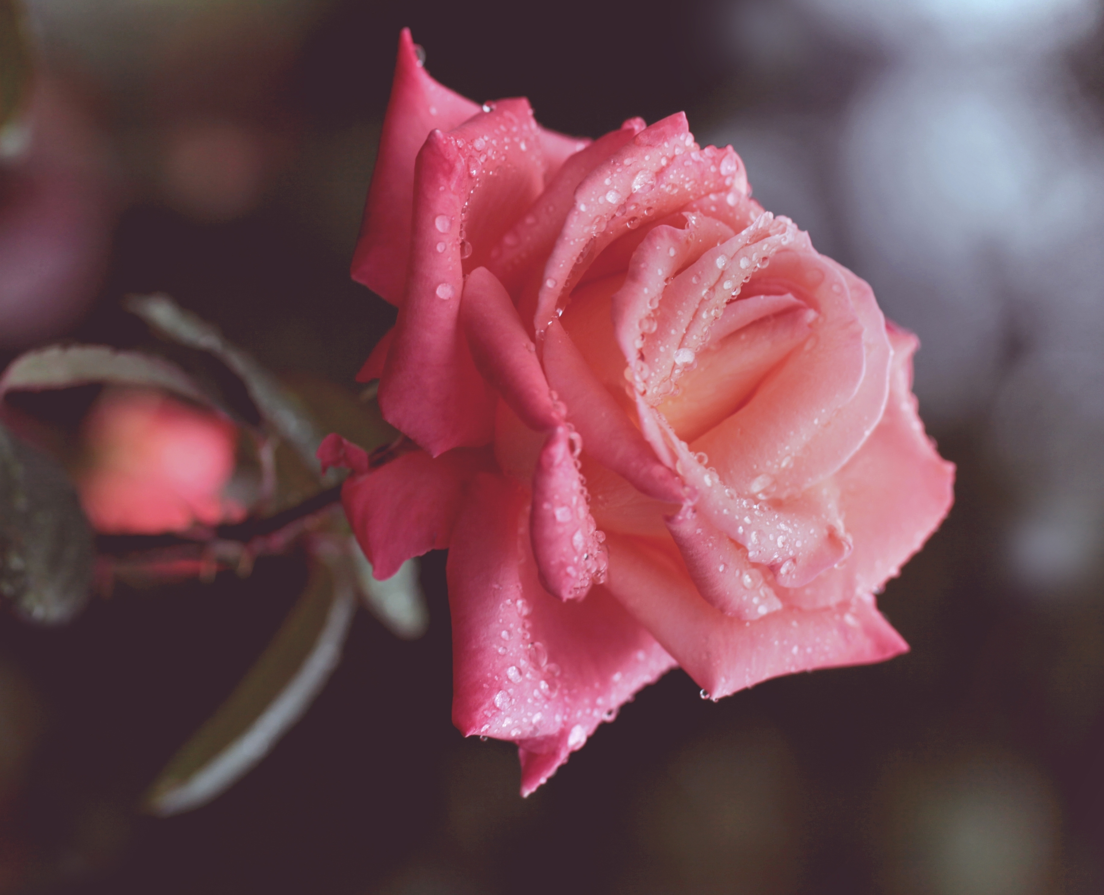 Download PC Wallpaper flowers, drops, rose flower, rose, bud, close up, stem, stalk