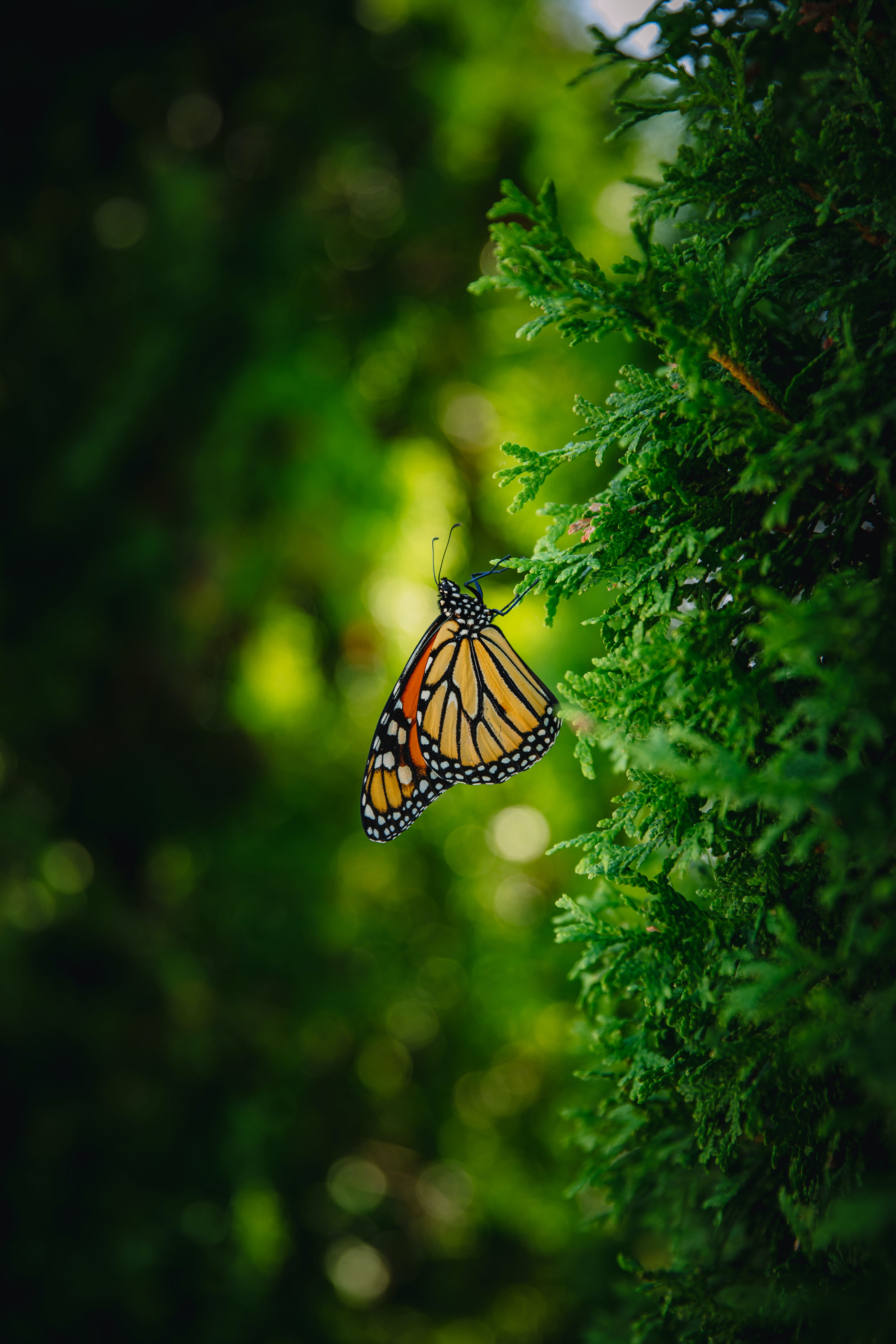 butterfly, insect, monarch butterfly, macro, branch, butterfly monarch