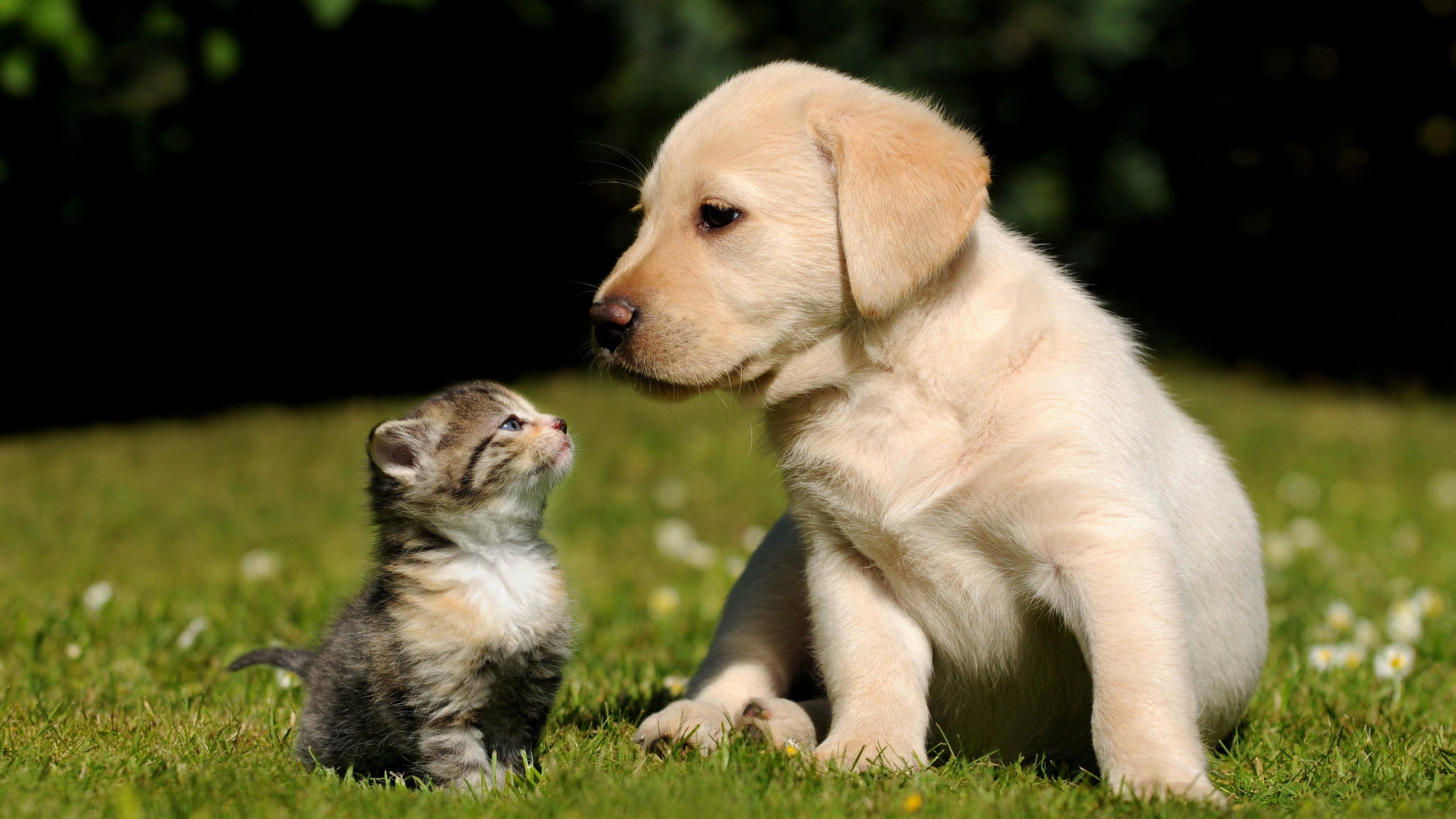 1506594 baixar imagens cachorro, animais, gato & cão, bonitinho, gatinho - papéis de parede e protetores de tela gratuitamente