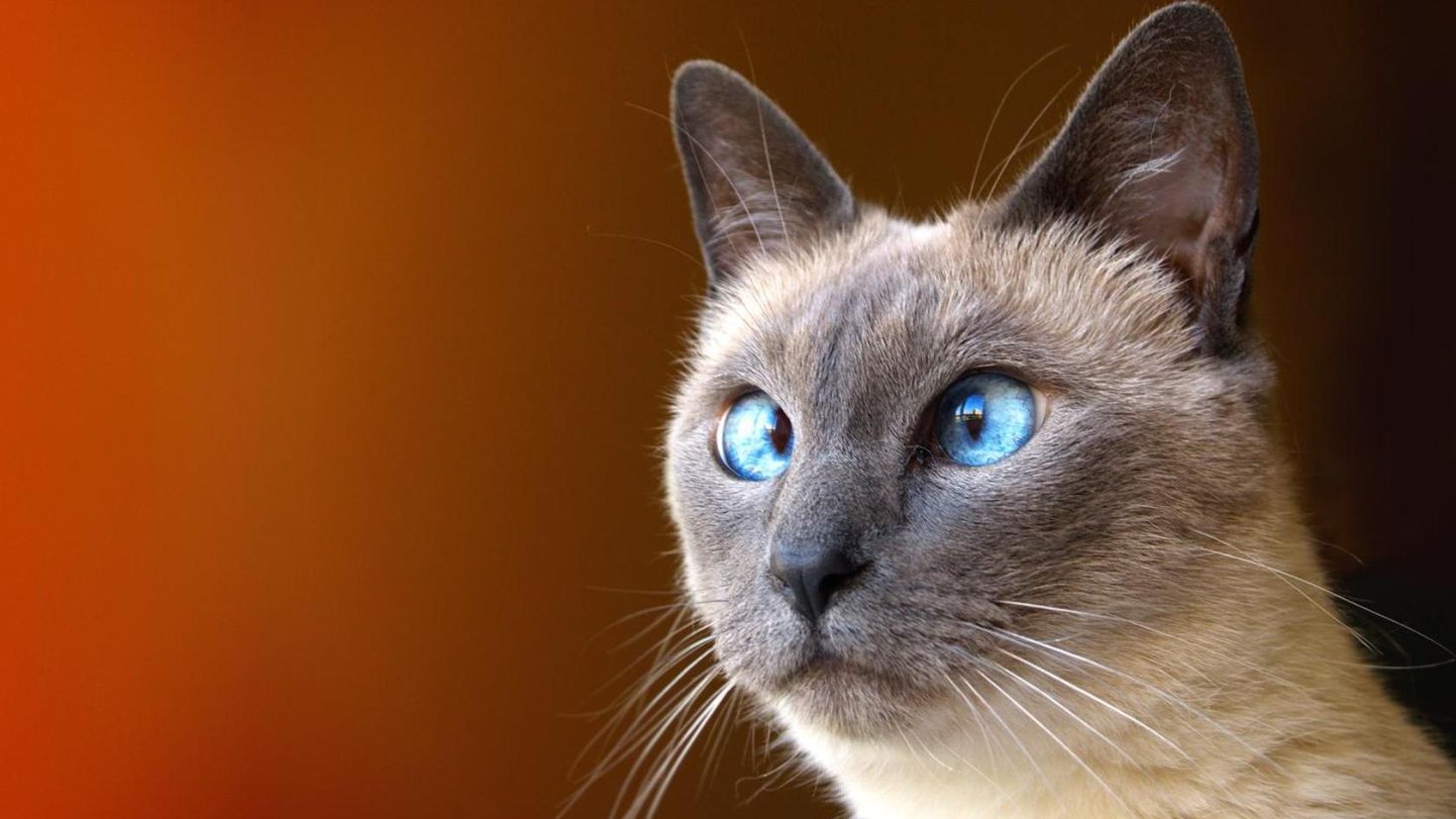 Смотрят кошки на экране. Тайская кошка косоглазие. Сиамский кот косоглазый. Косоглазие у сиамских кошек. Сиамская кошка чистокровная.