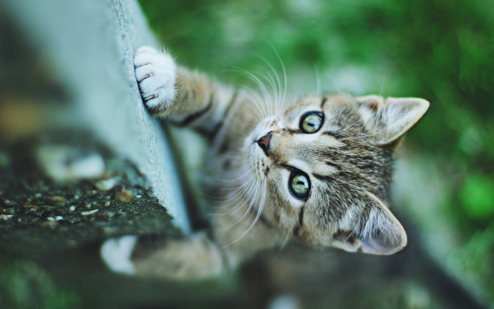 Любопытный котенок