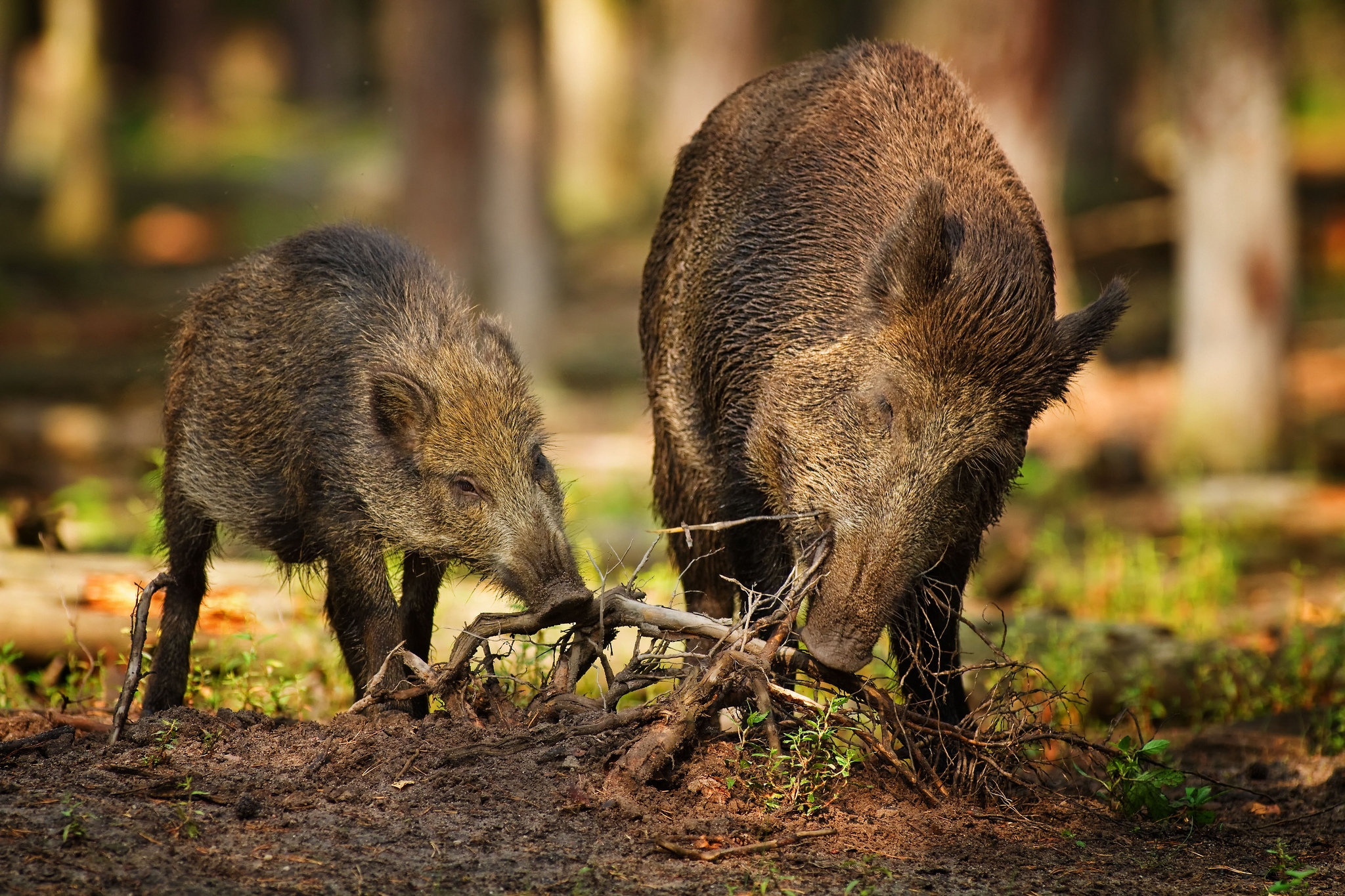 animals, forest, roots, wild, two, boars, wild boars