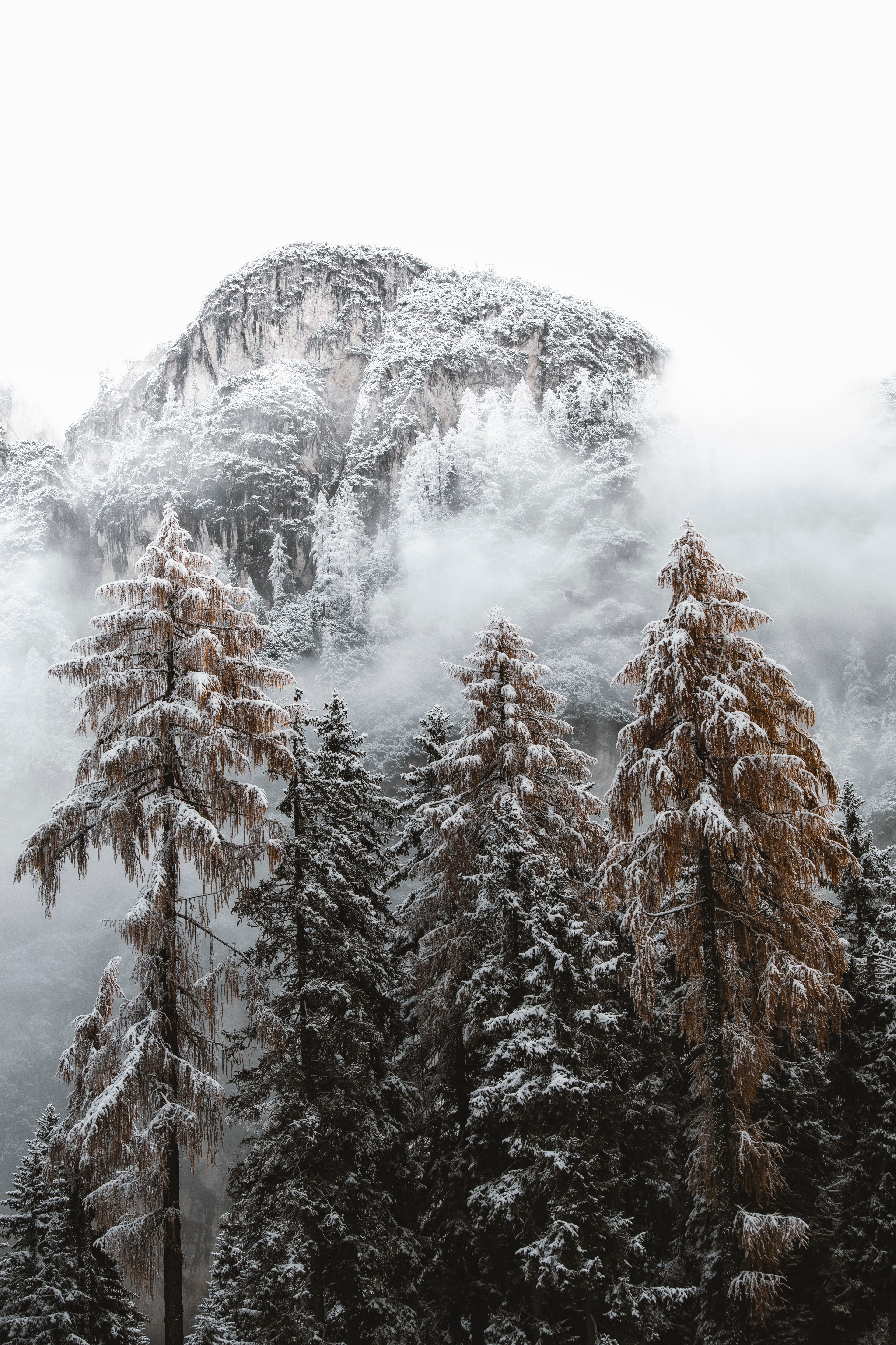 Скачать картинку Заснеженный, Ель, Деревья, Природа, Горы, Снег в телефон бесплатно.