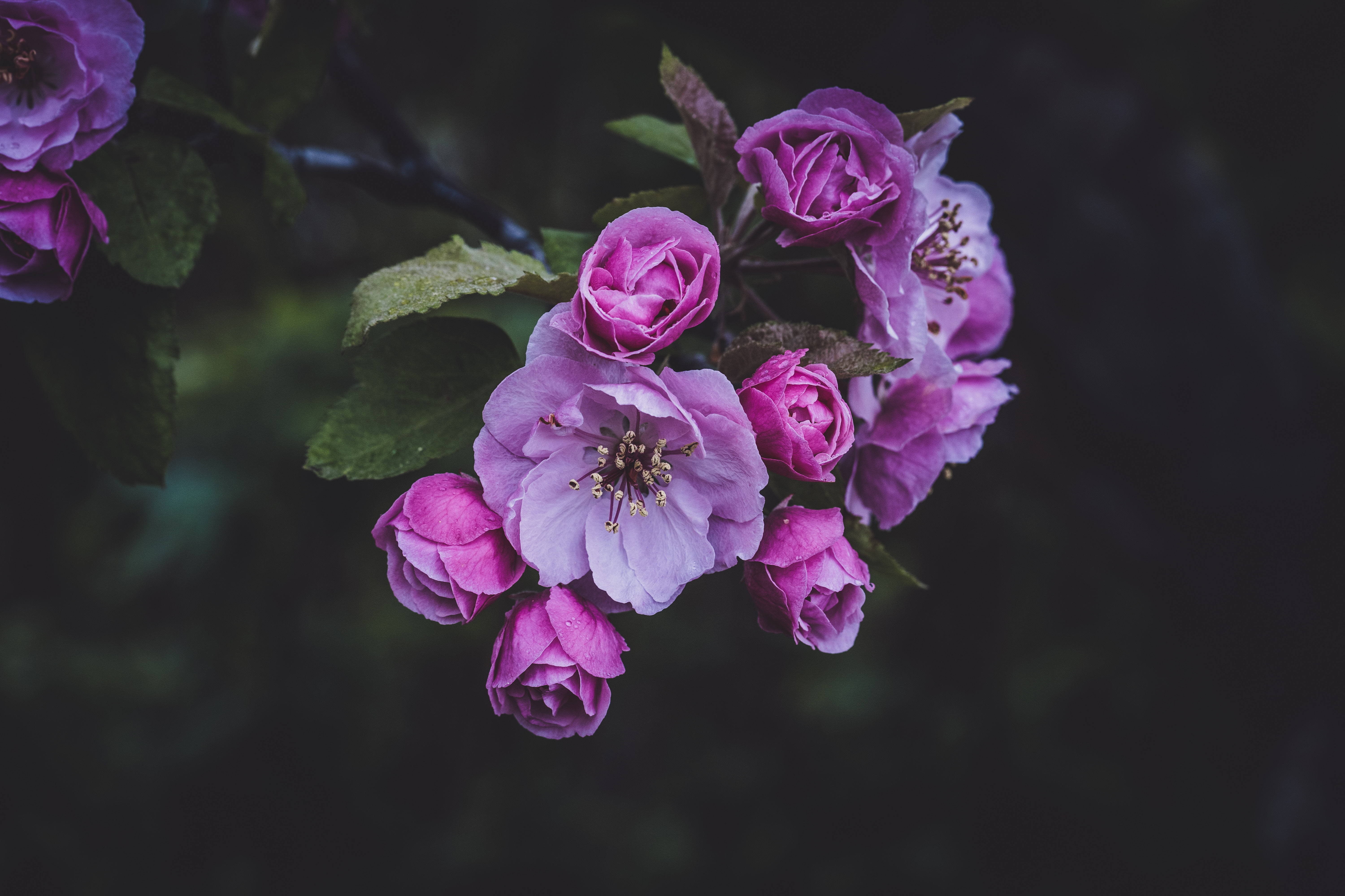 154249壁紙のダウンロード春, フラワーズ, ピンク, 咲く, 開花-スクリーンセーバーと写真を無料で