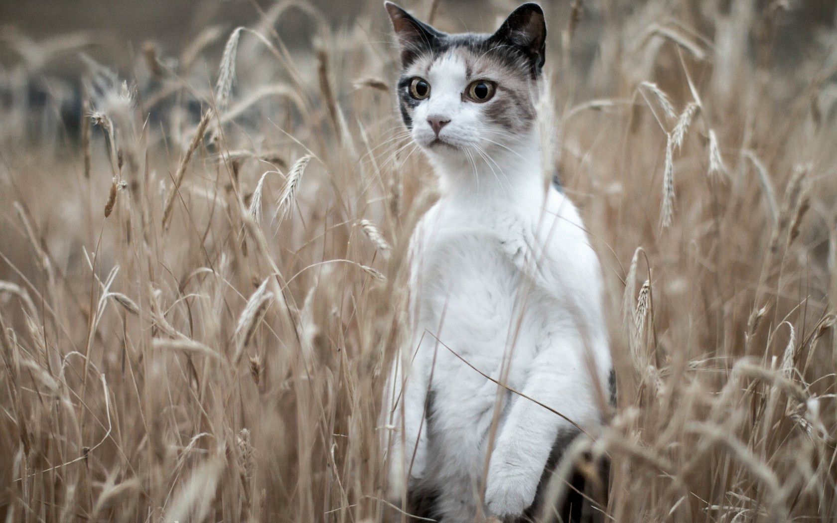 Кошка в пшеничном поле