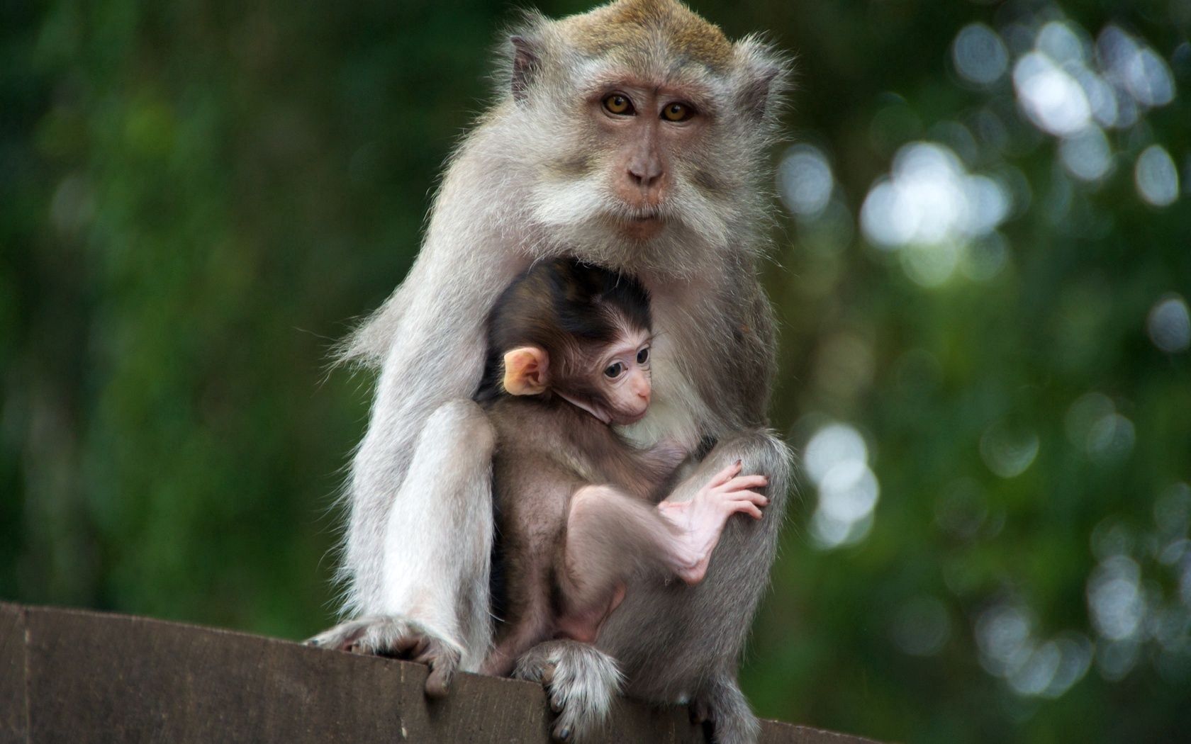 care, family, animals, young, monkey, joey, tenderness mobile wallpaper
