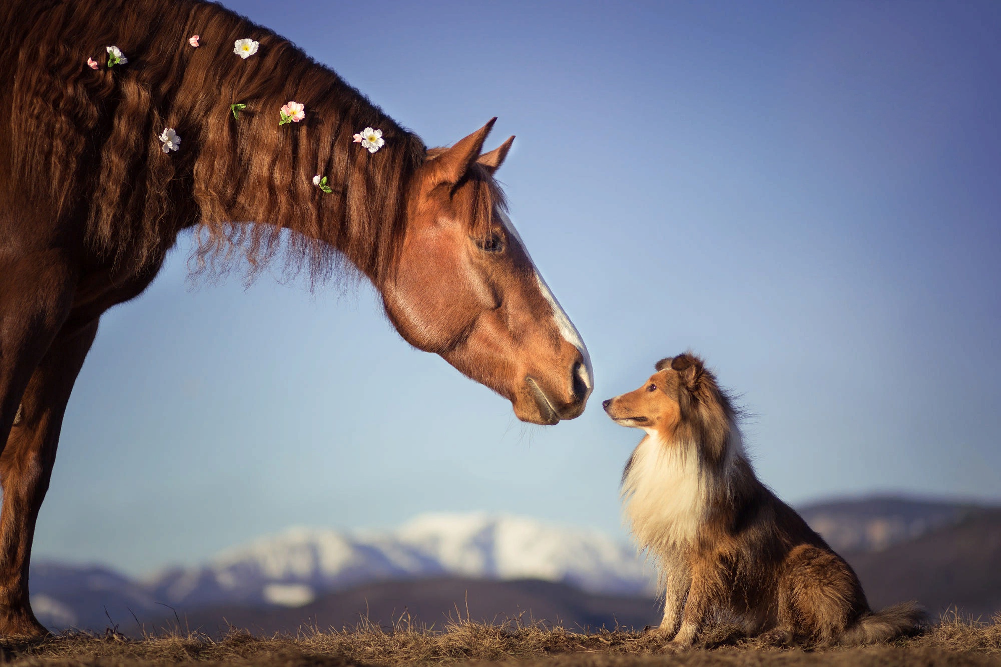 Лошадь и собака