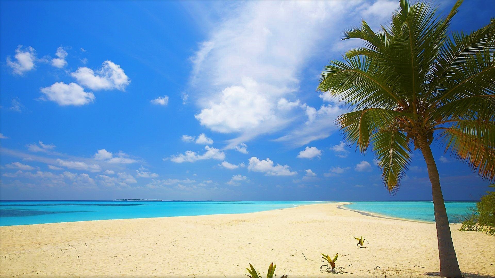 Фон для фотошопа море пляж пальмы