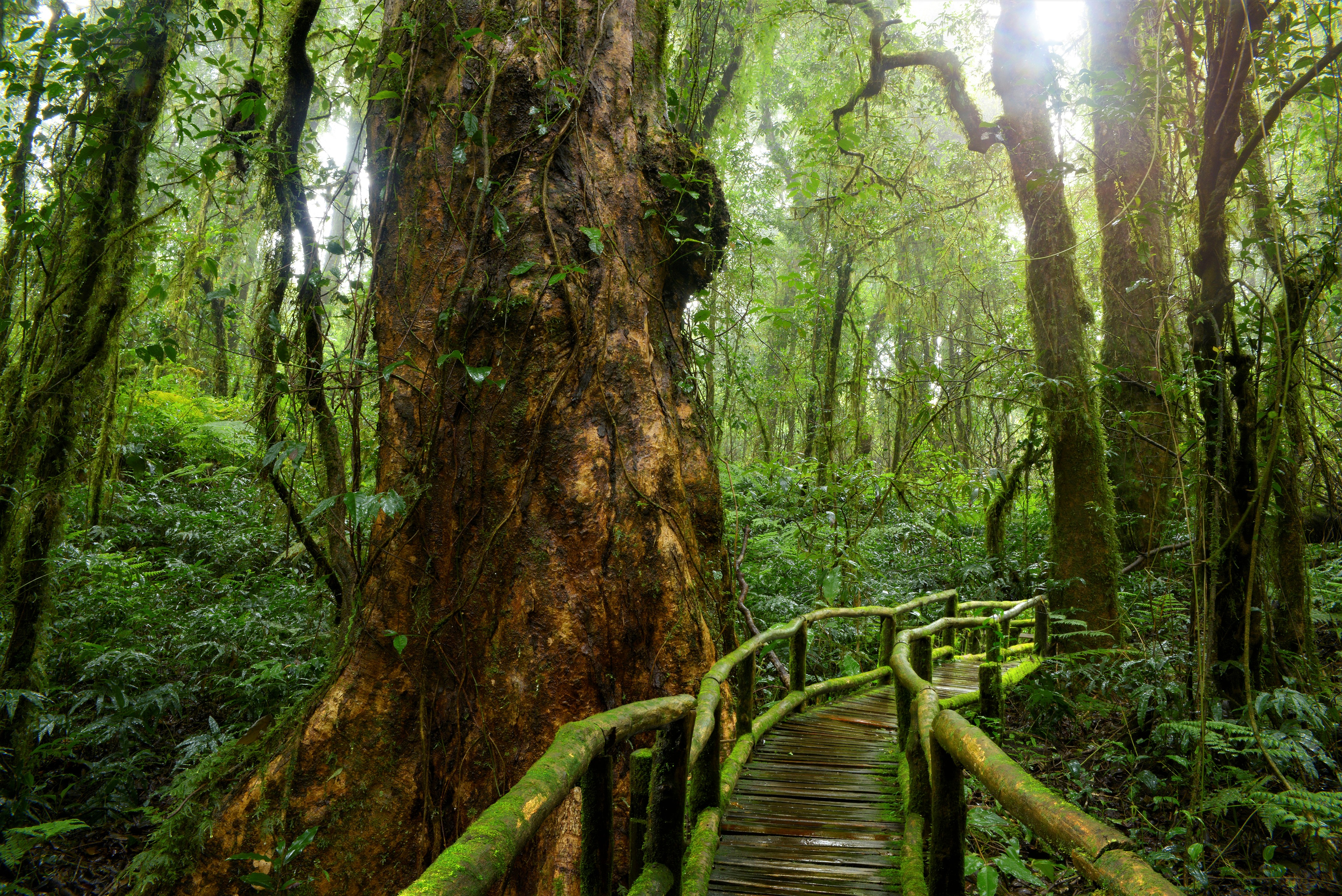 wooden, jungle, man made, bridge, forest, greenery, rainforest, tropical, bridges cellphone