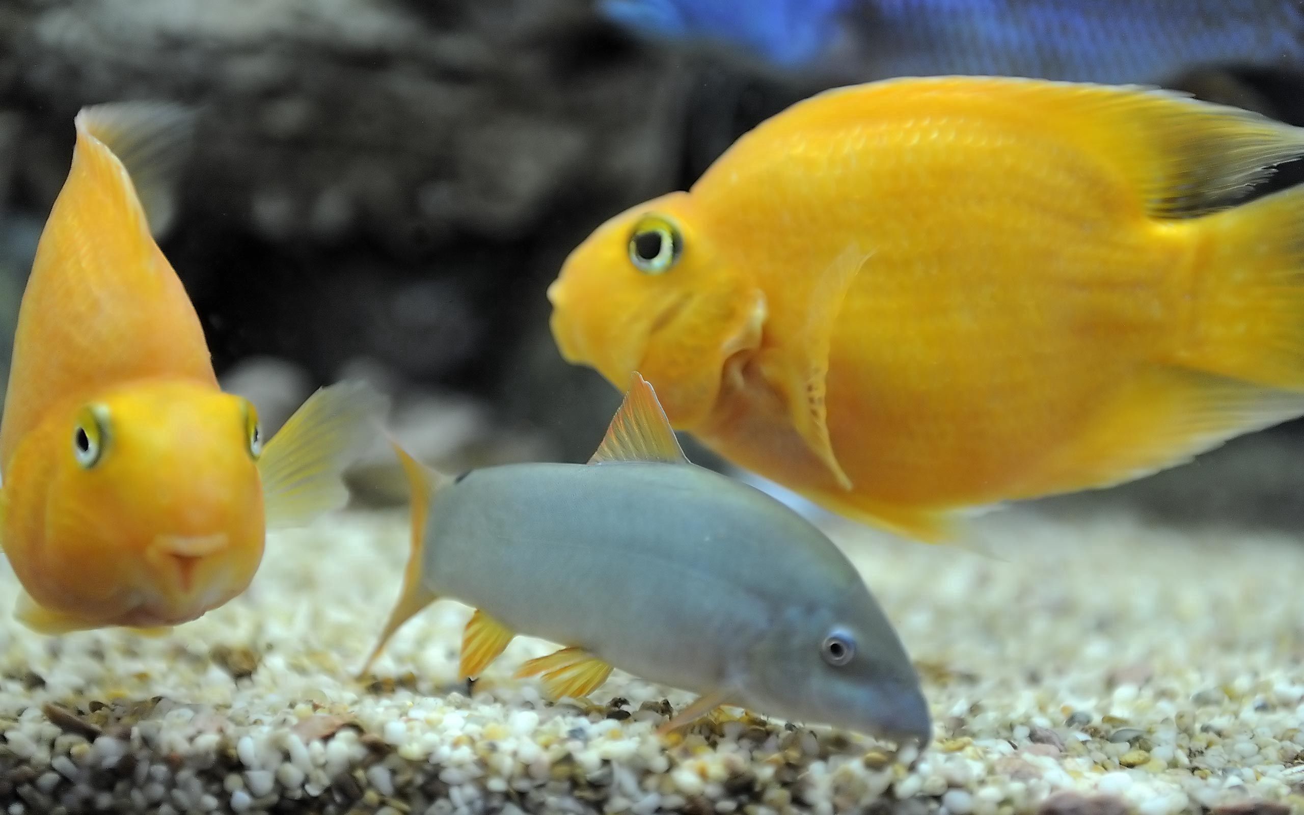 animals, fishes, yellow, underwater world, to swim, swim Phone Background