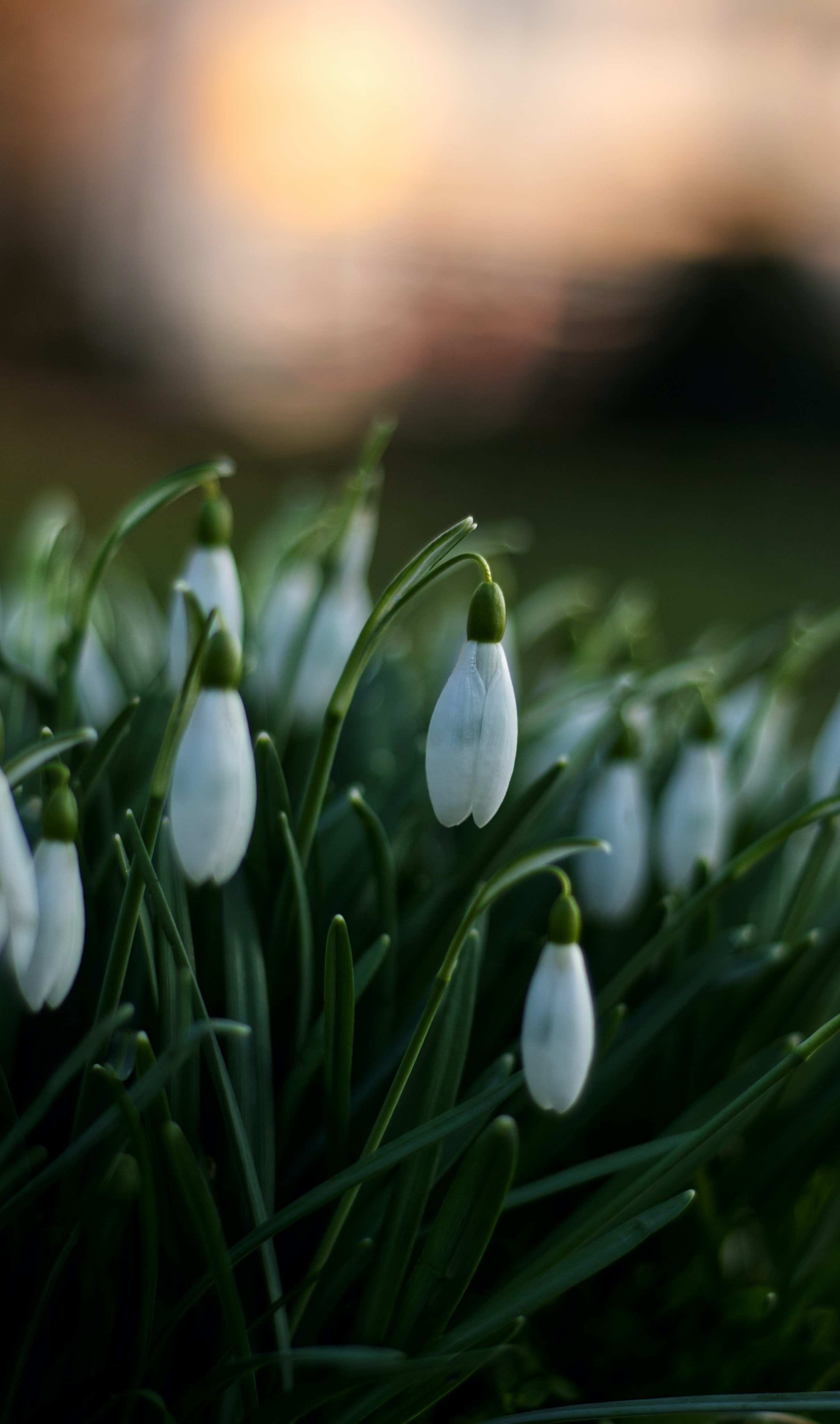 1920x1080 Background flowers, snowdrops, macro, spring