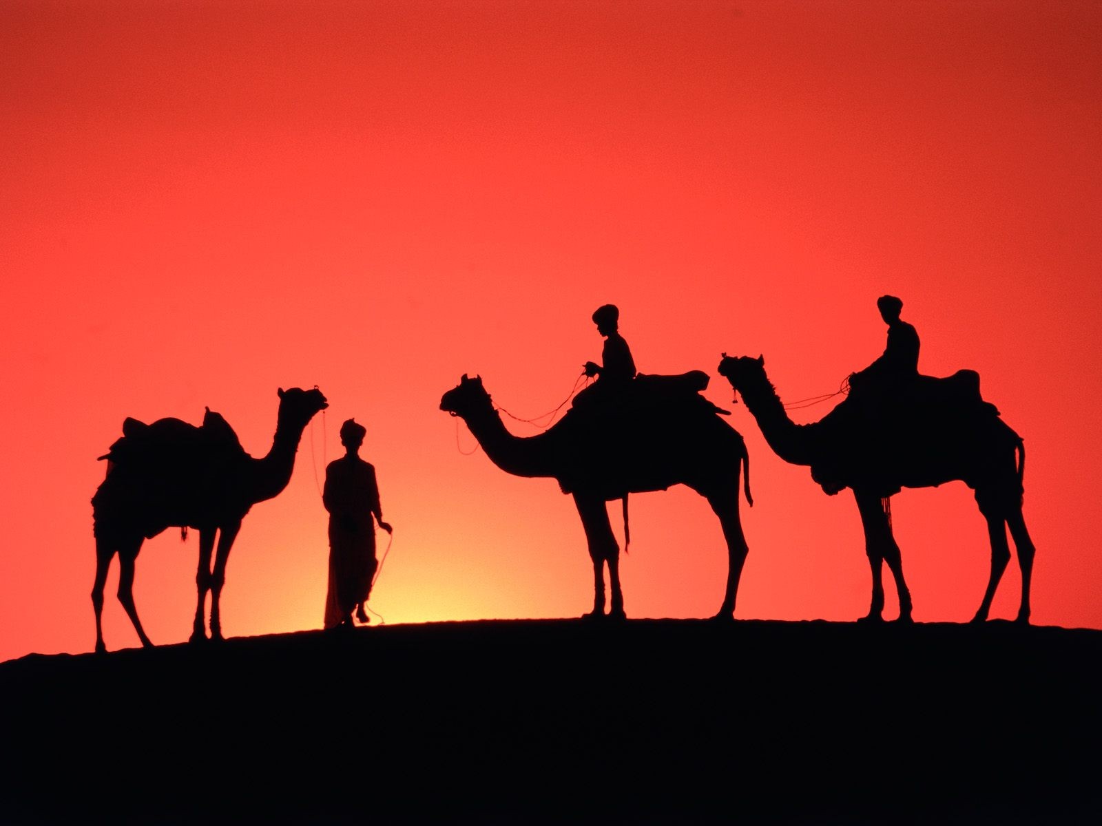 551689 免費下載壁紙 动物, 骆驼 屏保和圖片