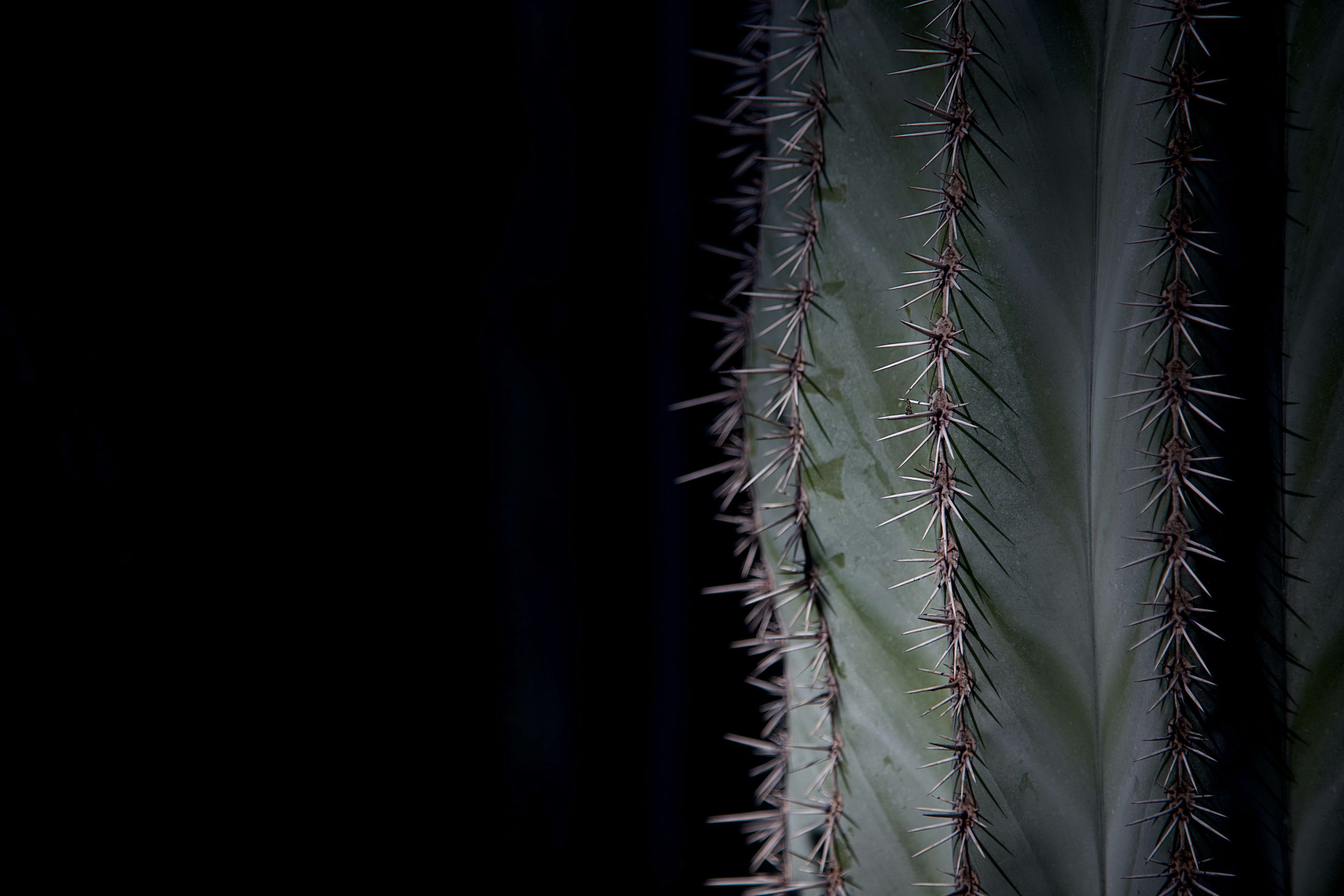 green, plant, macro, cactus, thorns, prickles High Definition image