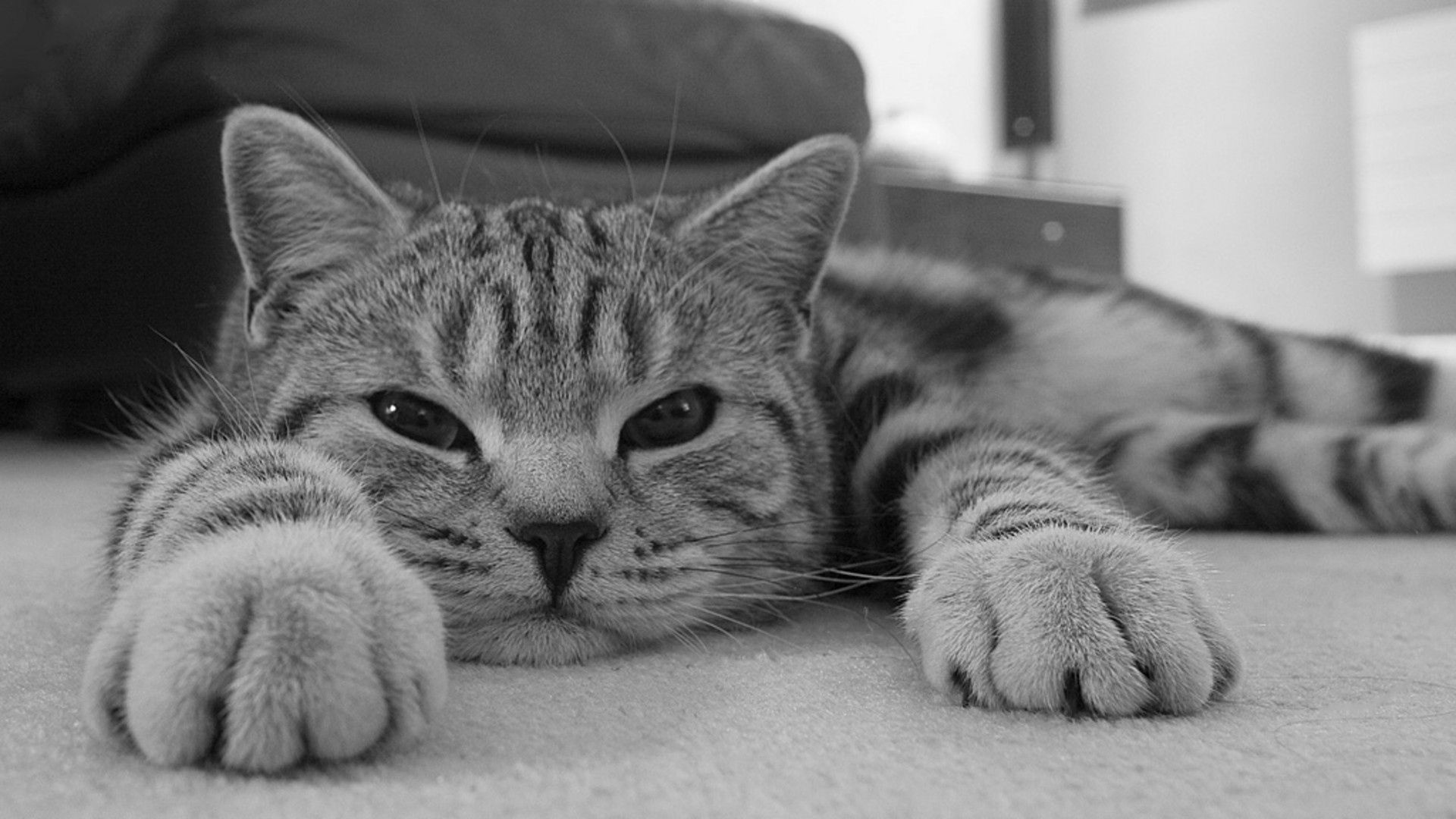 vertical wallpaper relaxation, eyes, animals, cat, muzzle, striped, rest, bw, chb