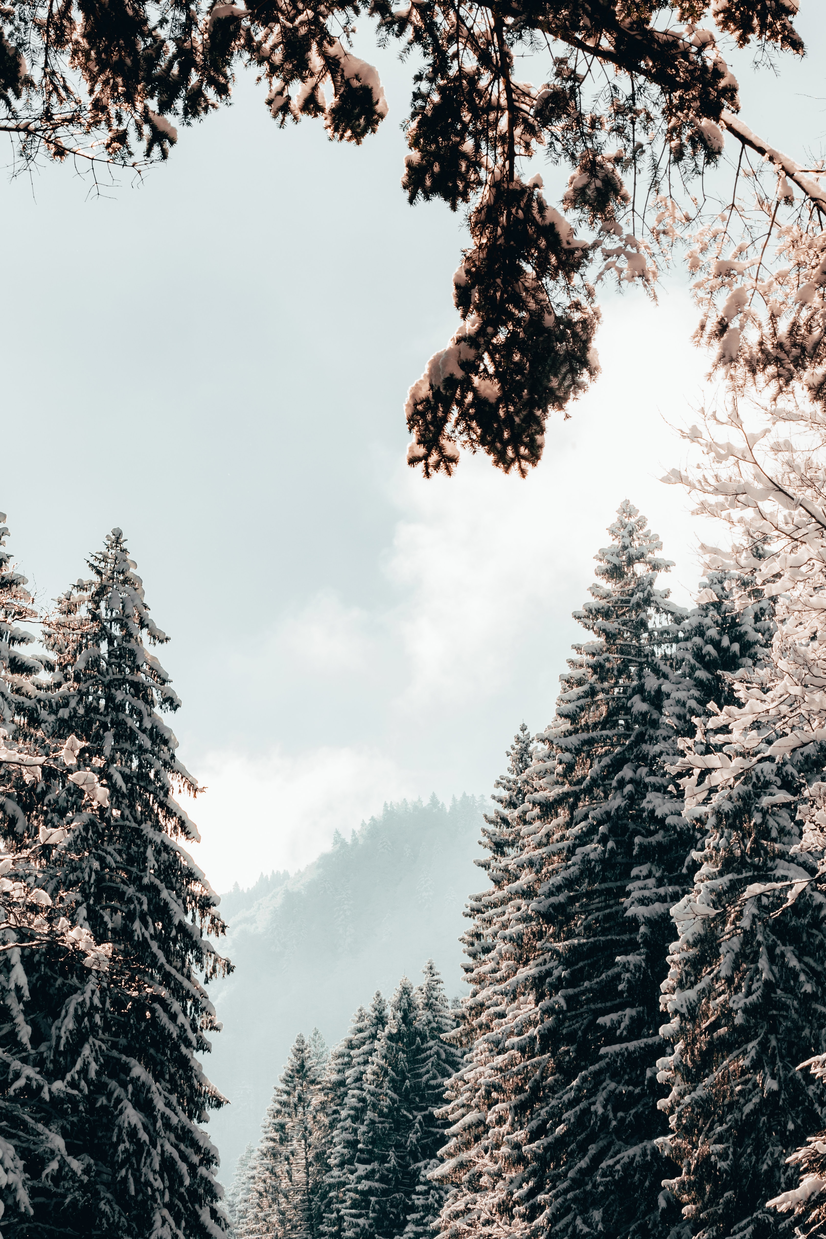 95254 скачать обои пейзаж, деревья, зима, природа, снег, ели - заставки и картинки бесплатно