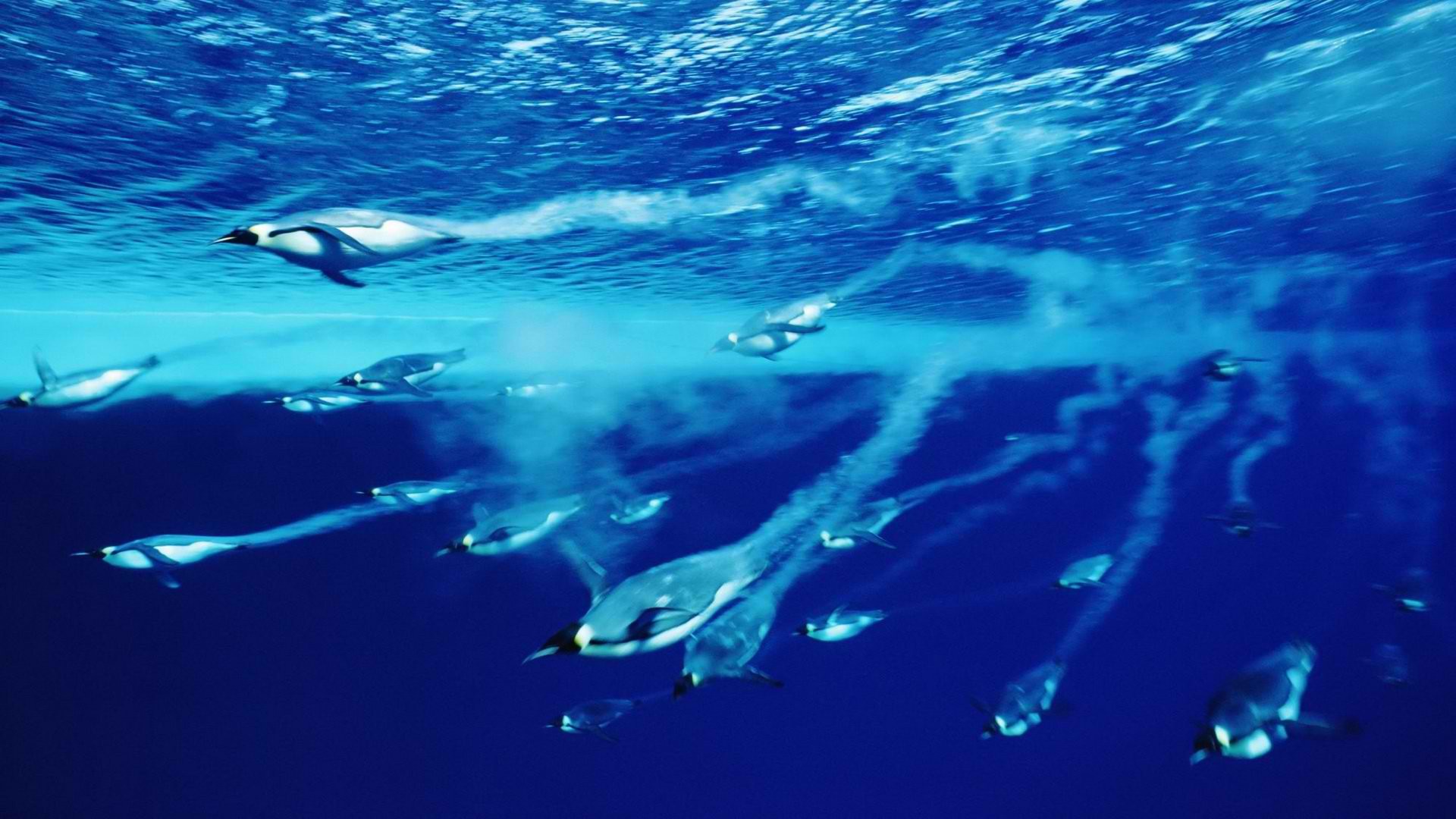 Под водой пингвины развивают. Императорский Пингвин ныряет. Пингвины под водой. Пингвин в воде. Подводный мир Антарктиды.