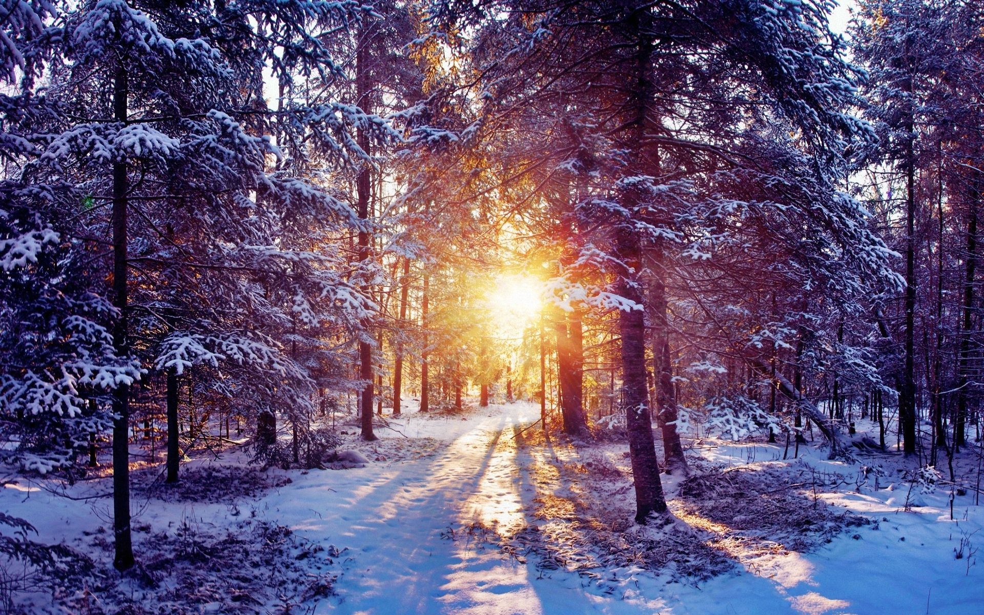 nature, trees, sun, snow, shine, light, forest, thicket HD wallpaper