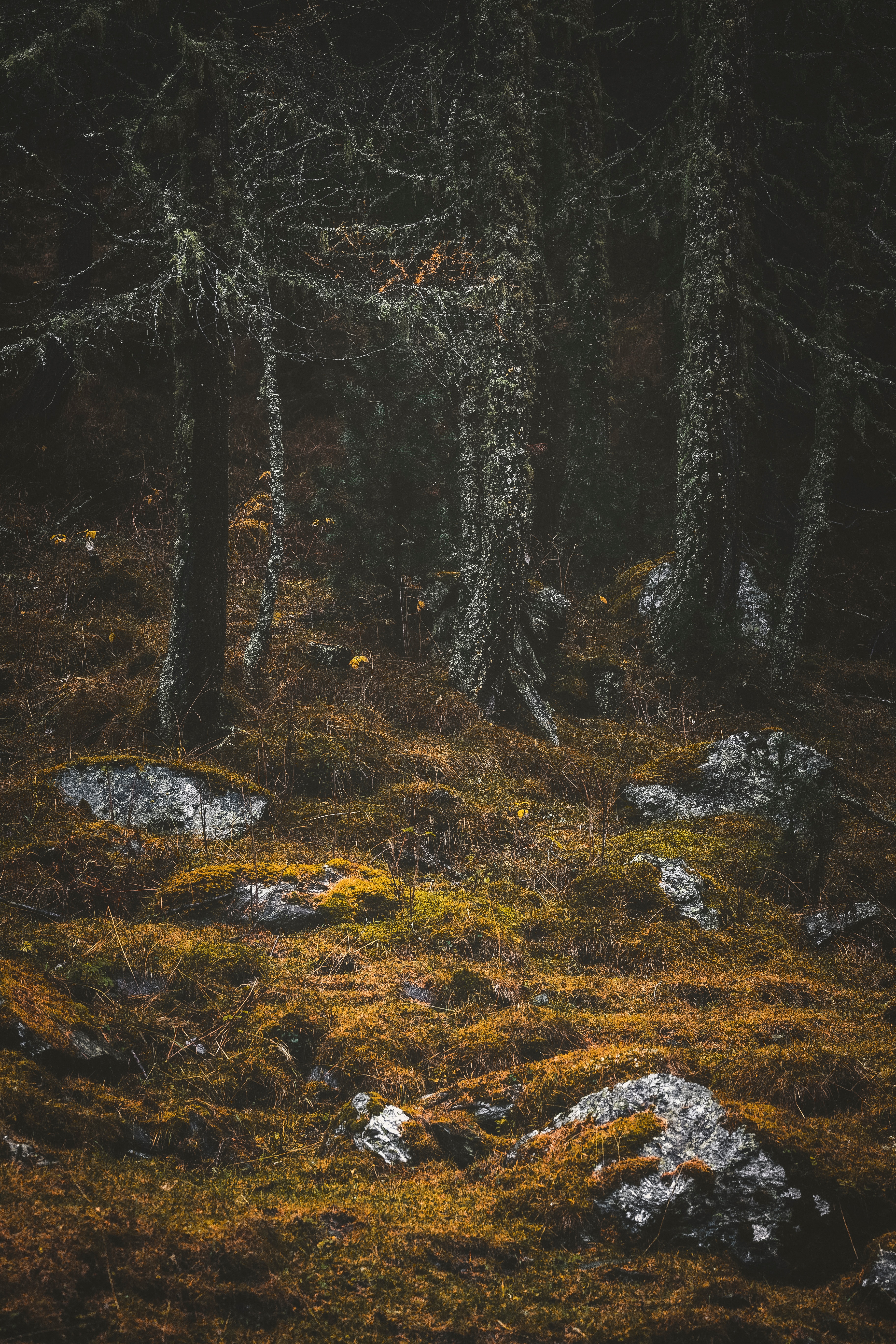 moss, nature, trees, stones, forest cell phone wallpapers