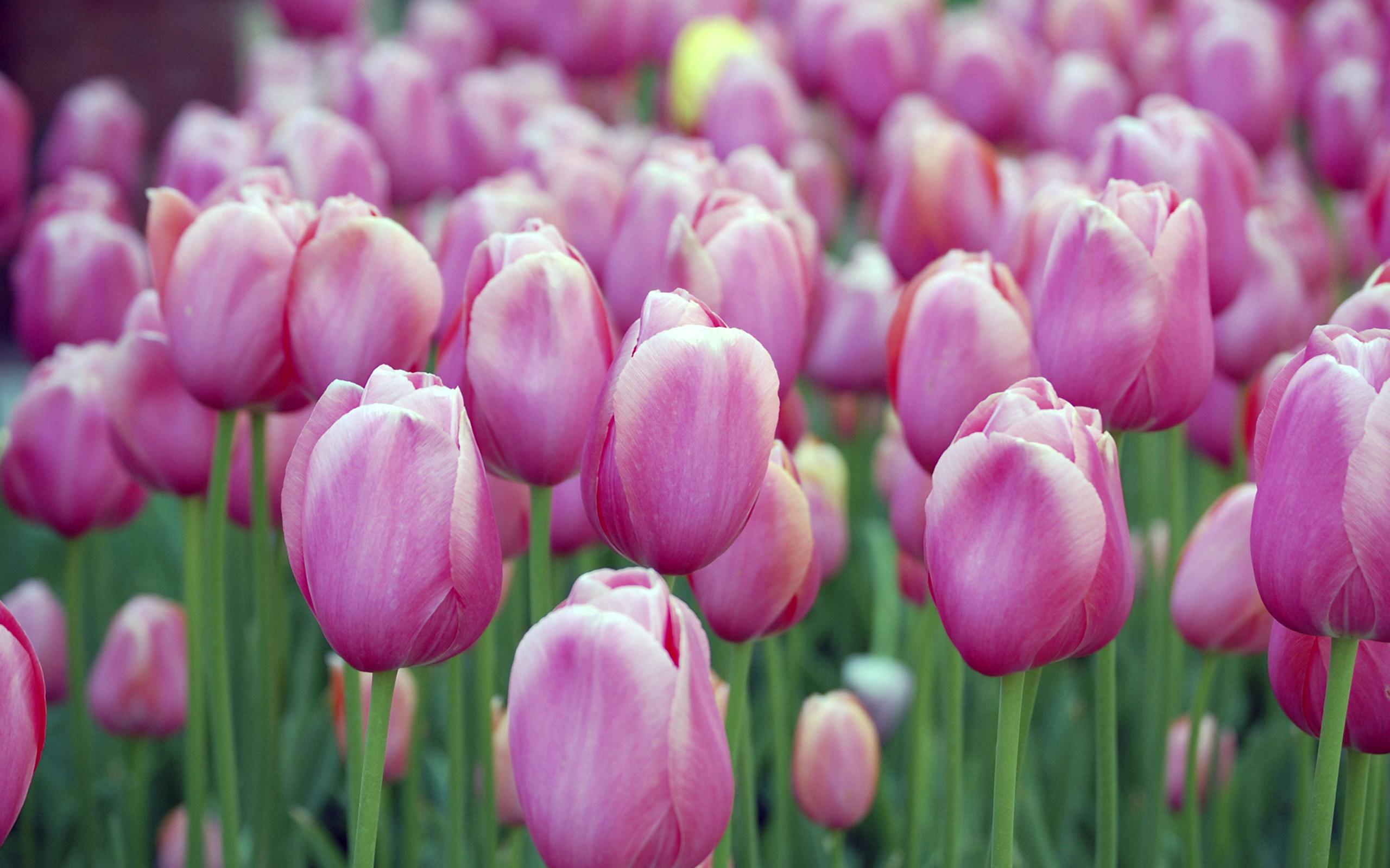 Download mobile wallpaper Tulip, Pink Flower, Flowers, Field, Flower, Earth for free.