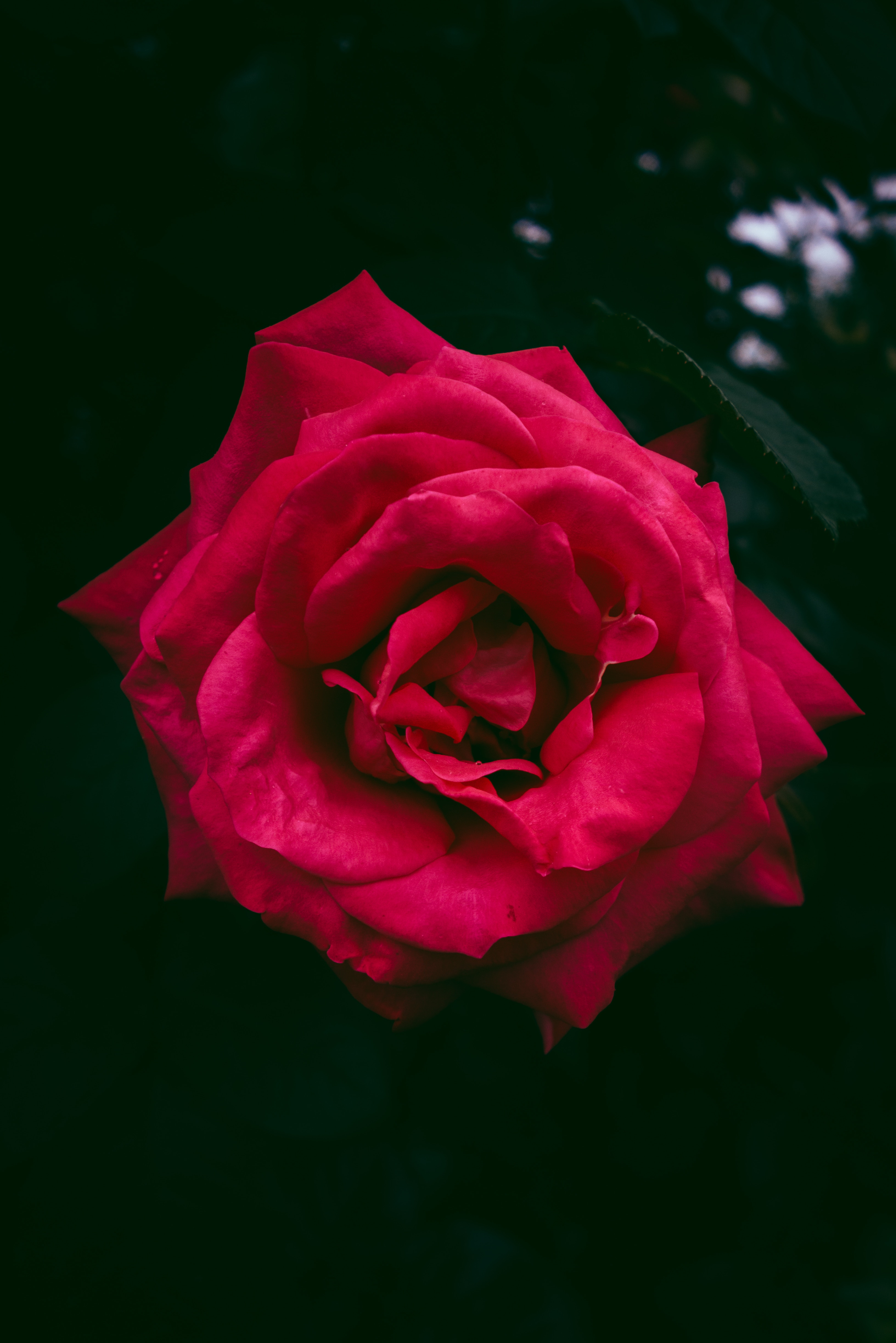 rose flower, flowers, bush, red, rose, bud 2160p