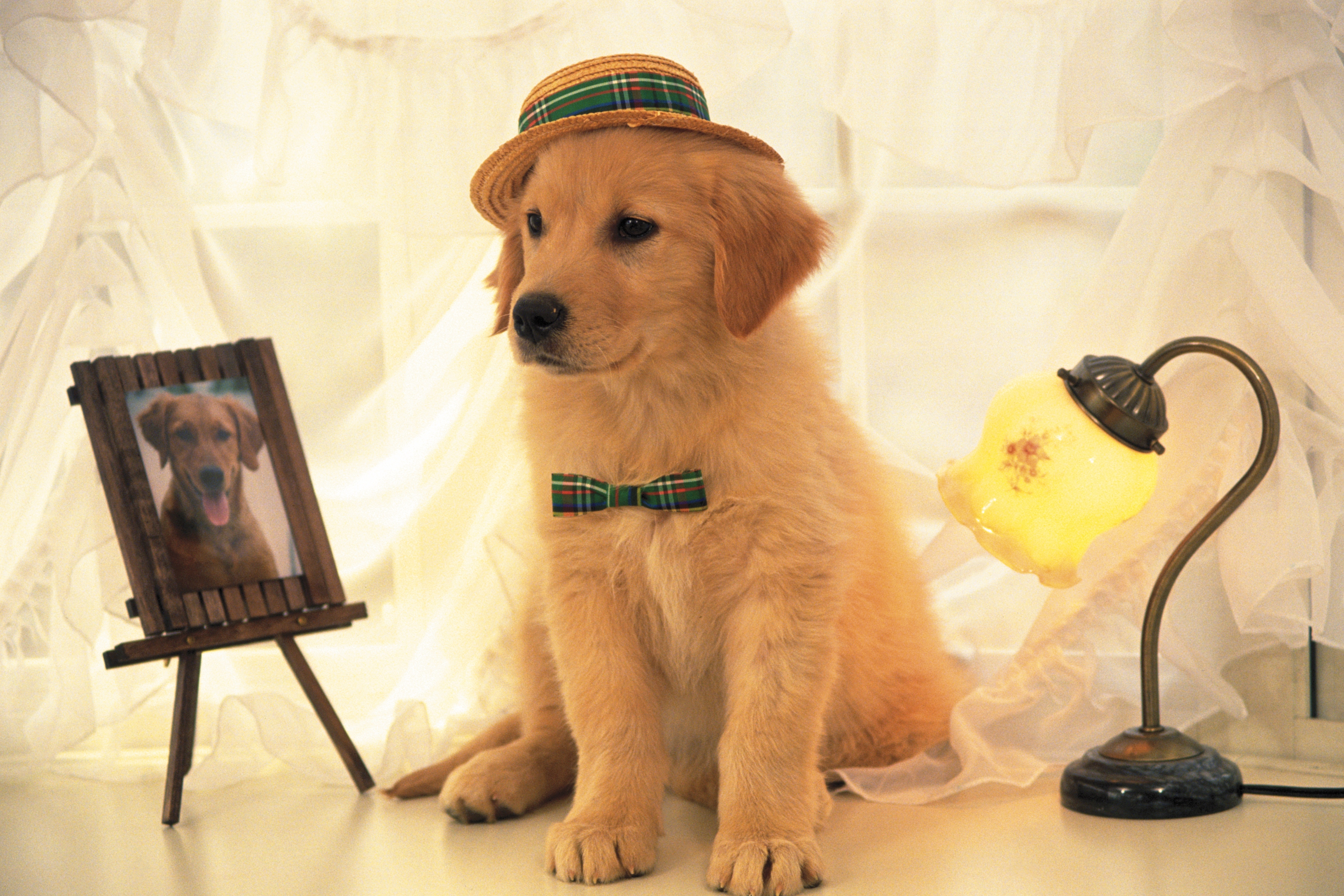 dog, light, hat, shine, animals, portrait Full HD