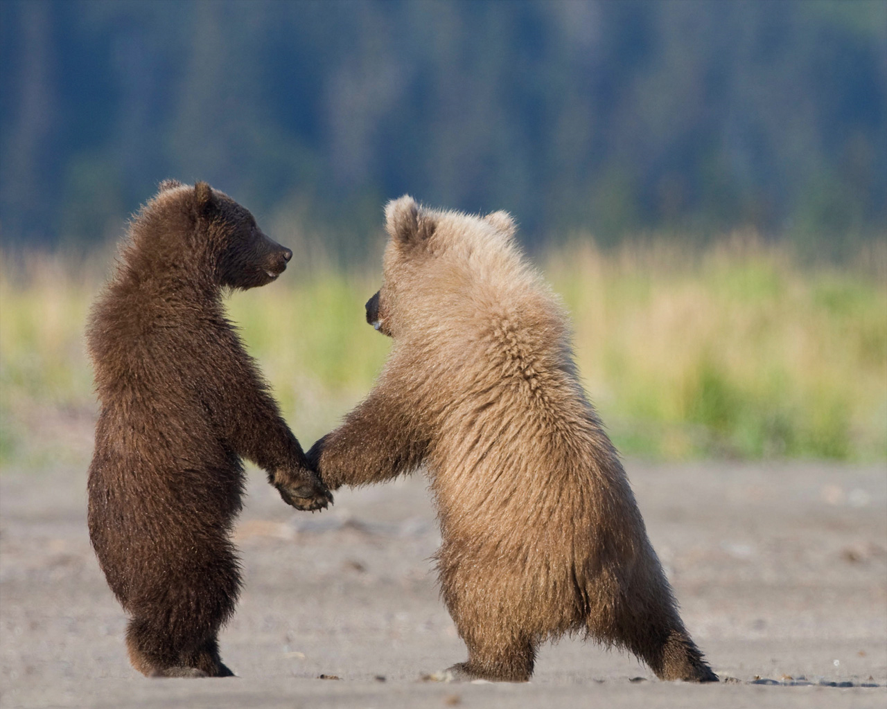 1436709 télécharger l'image ours, animaux, alaska - fonds d'écran et économiseurs d'écran gratuits
