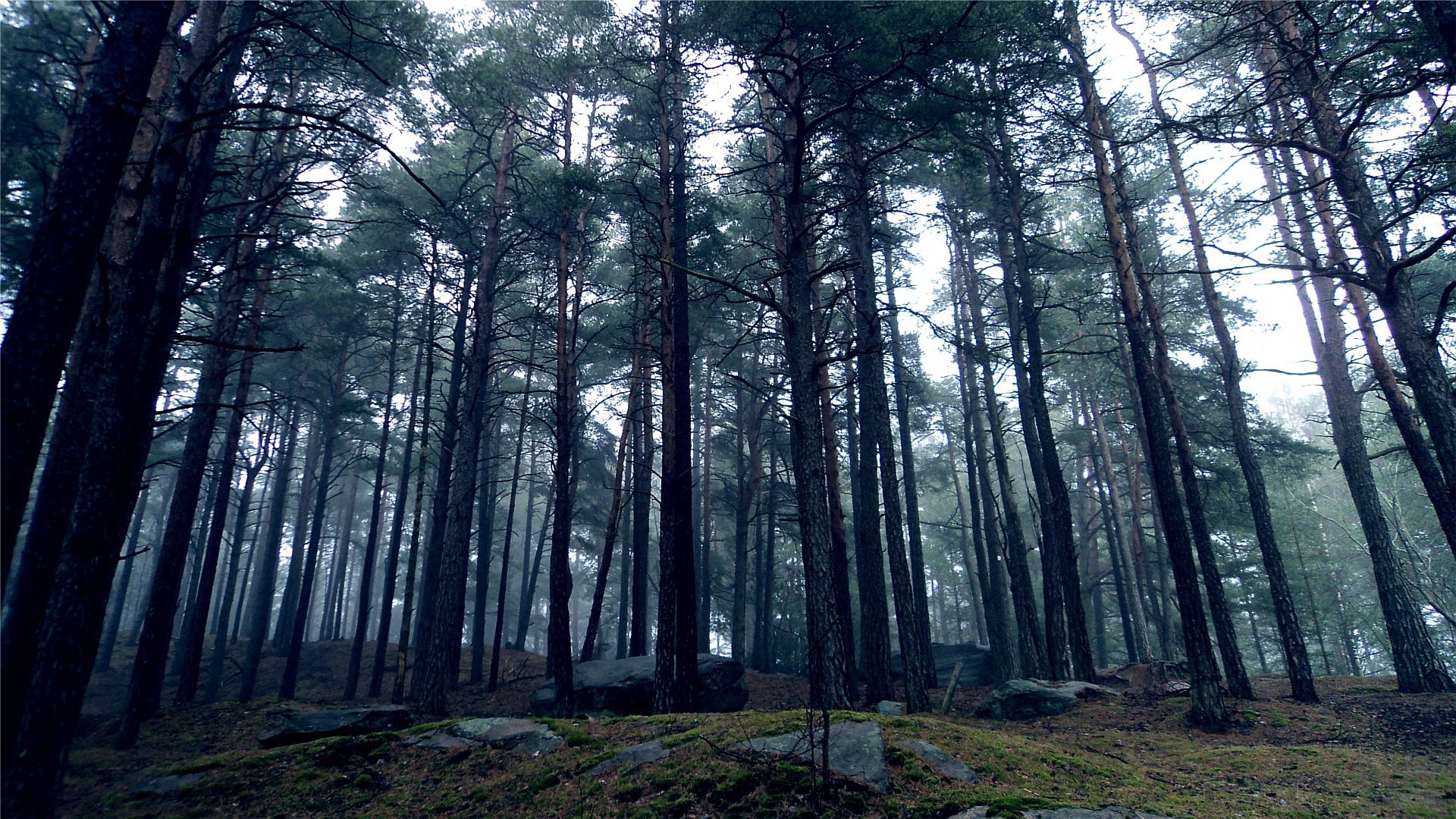 forest, stones, nature, trees, crown, land, earth, gloomy, crowns 5K