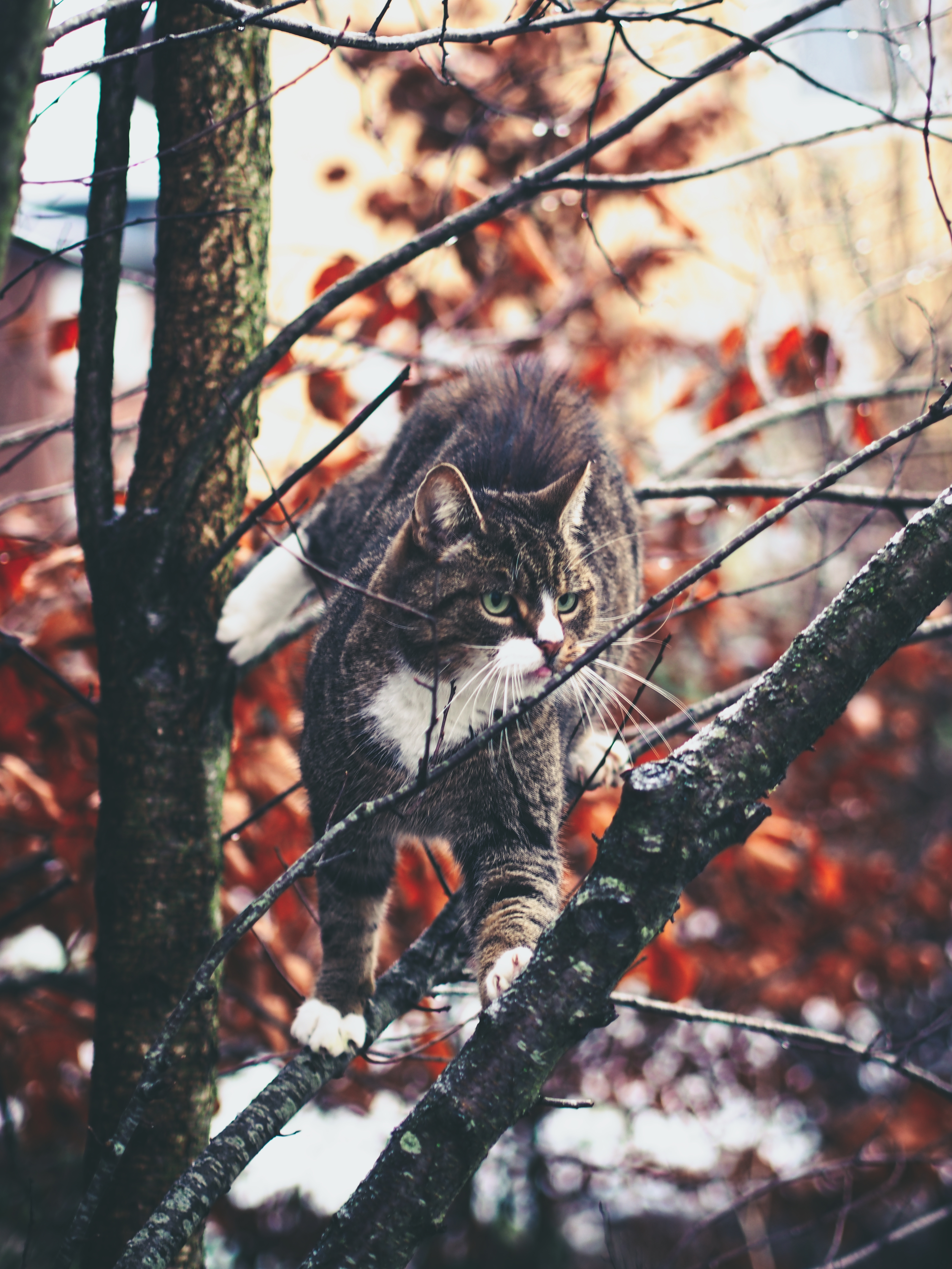 Download mobile wallpaper Animals, Branches, Climb, Curiosity, Stroll, Cat for free.