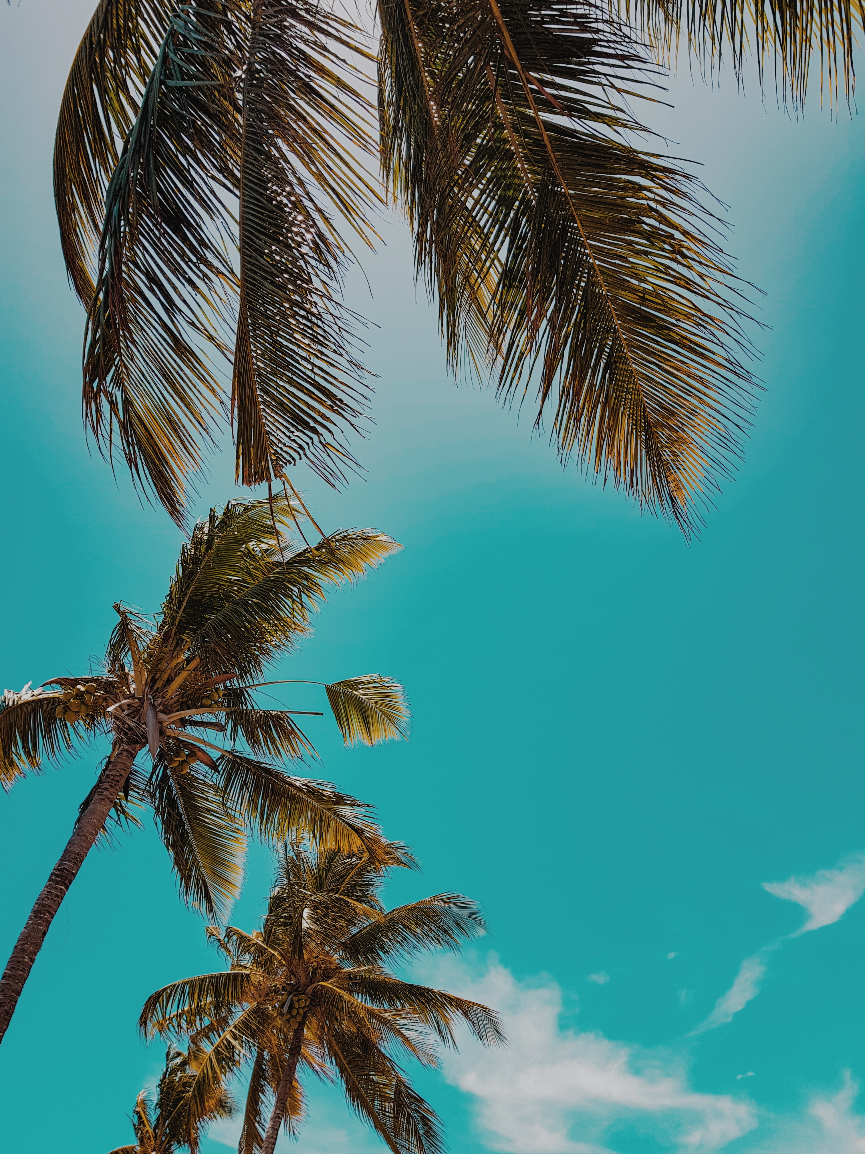 145554 Hintergrundbild herunterladen sommer, natur, sky, palms, nach oben, tropen, oberteile - Bildschirmschoner und Bilder kostenlos