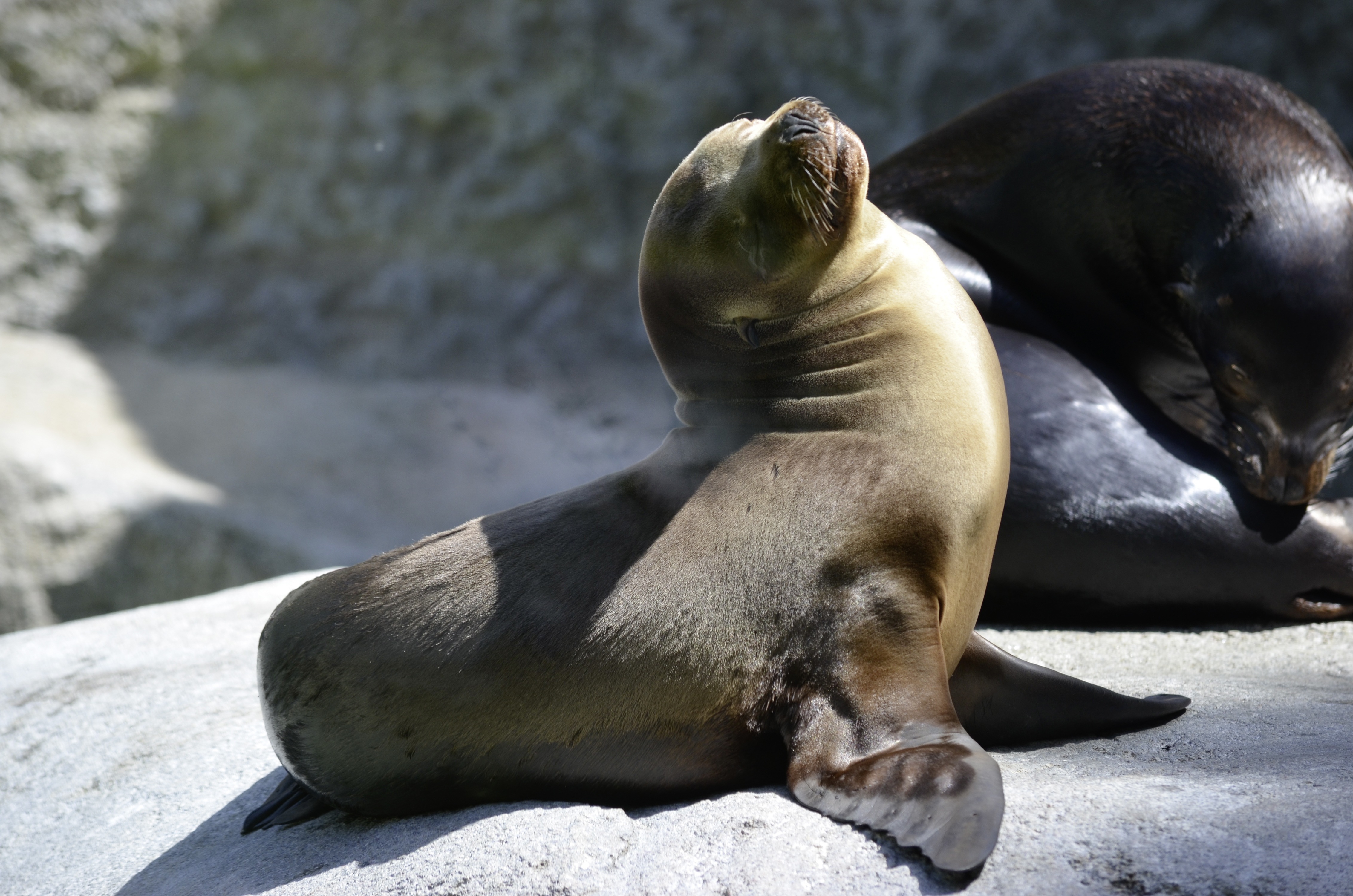 animals, couple, pair, playful, fur seal 32K