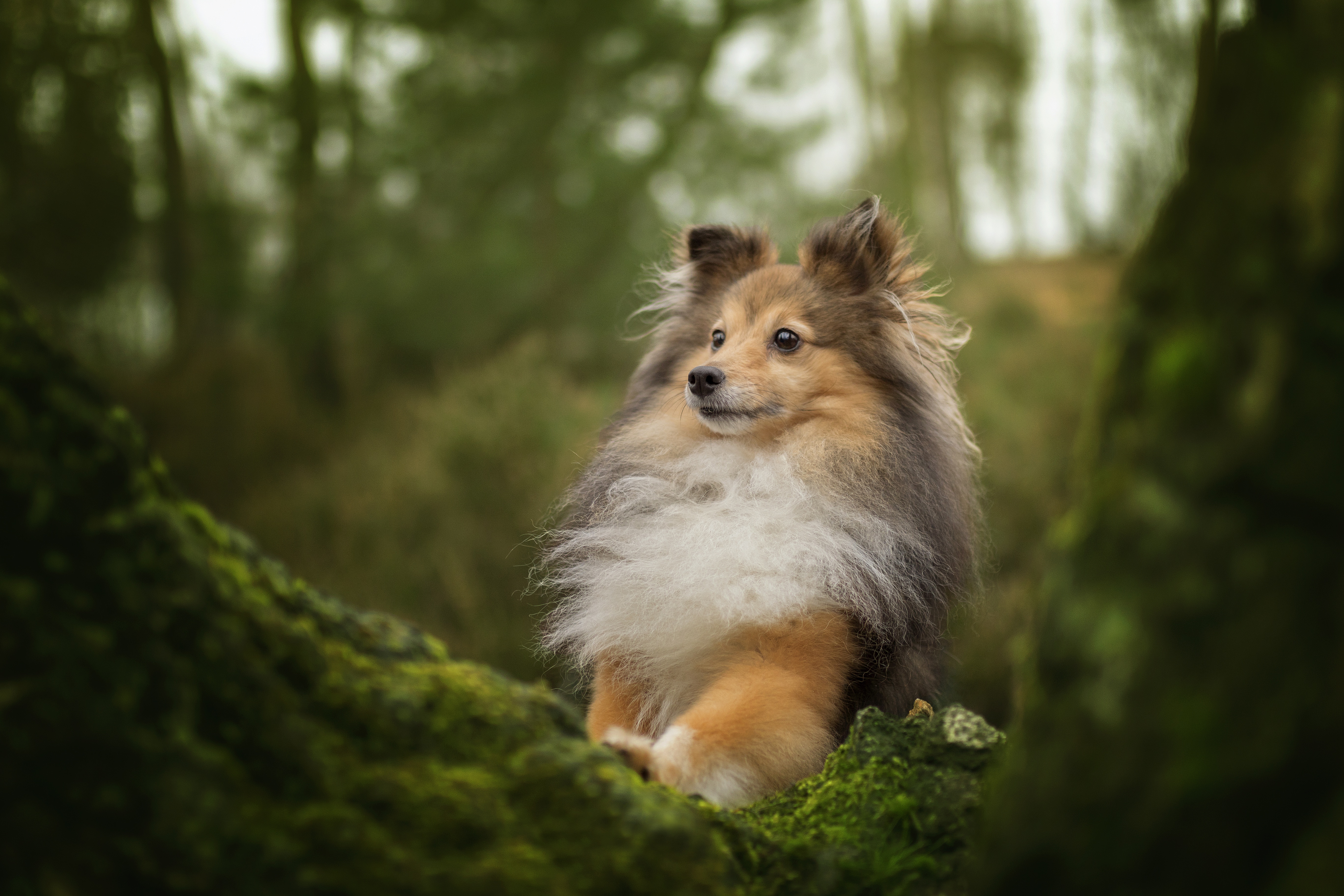 Собака шелти, Шетландская овчарка