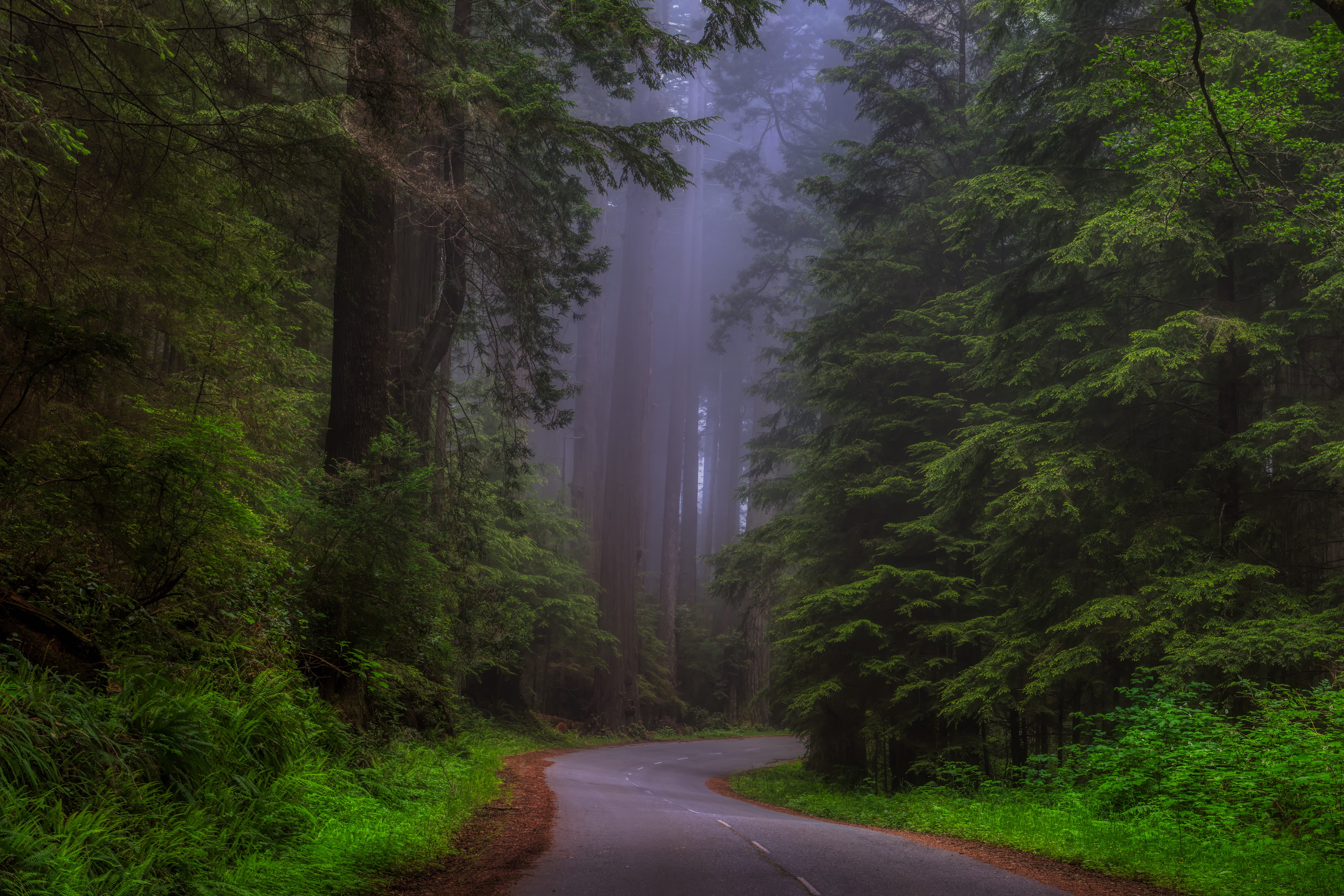 Величавый лес. Национальный парк Редвуд США. Редвуд национальный парк туман. Лес Редвуд штат Калифорния. США штат Калифорния нац парк Редвуд.