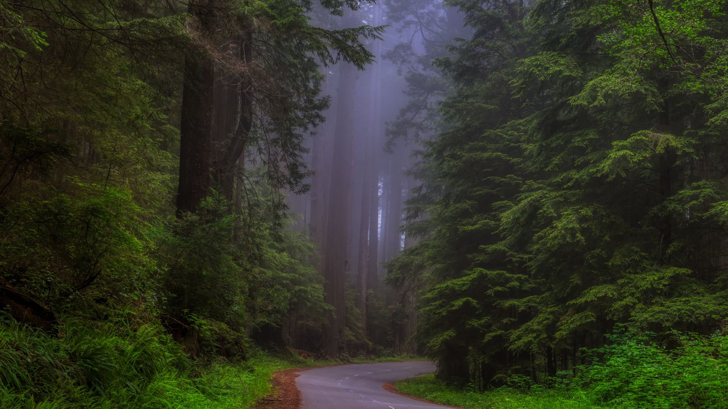 Путь в туманном лесу загадка с пузырями. Обои Sherwood Forest.