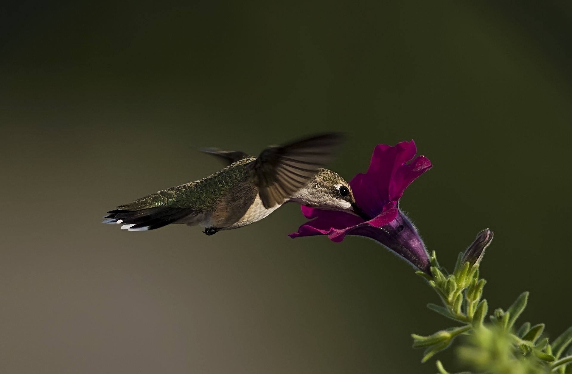 54066 descargar fondo de pantalla colibríes, animales, flor, macro, pájaro, petunia: protectores de pantalla e imágenes gratis