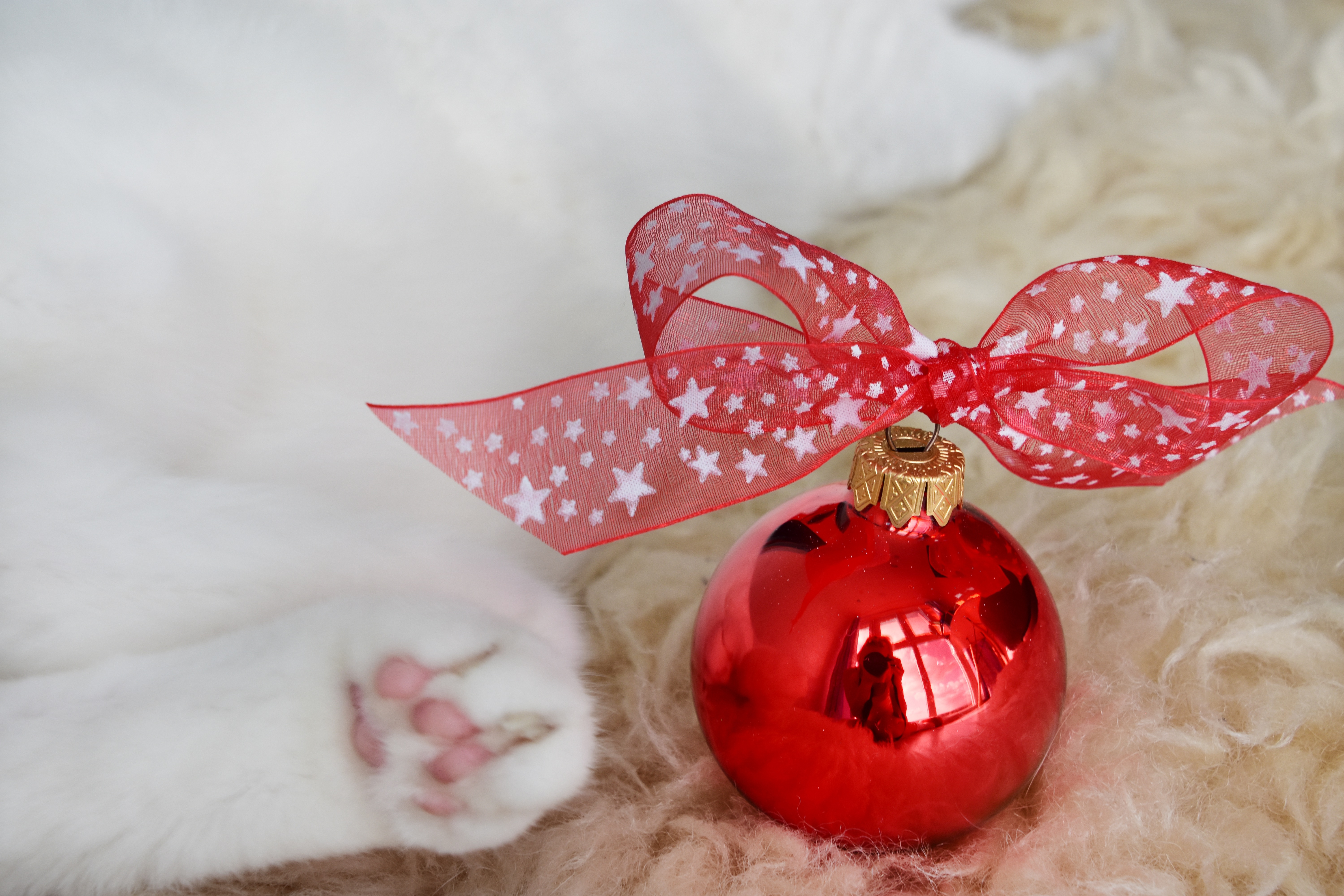 holiday, christmas, cat, paw, ribbon images