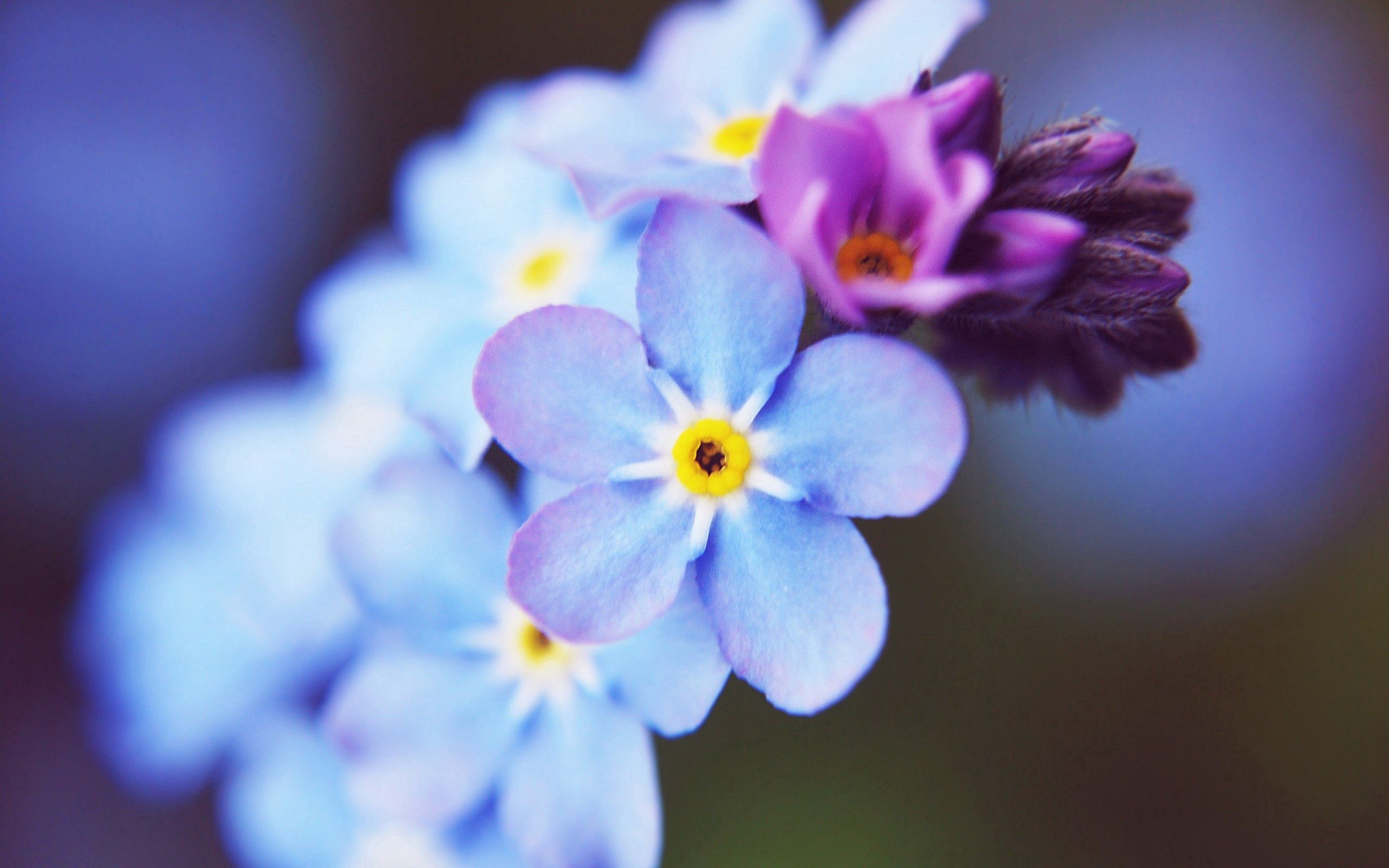 картинки на телефон красивые мелкие цветочки