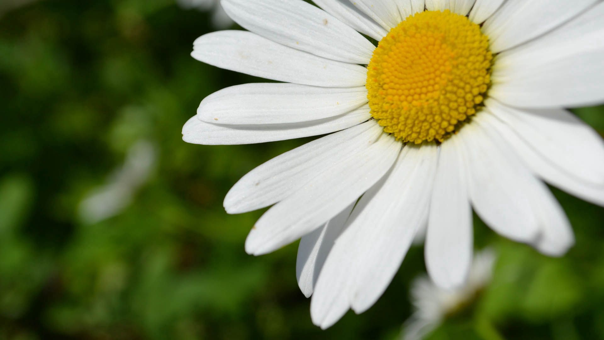 Download mobile wallpaper Chamomile, Petals, Macro, Camomile, Plant, Flower for free.