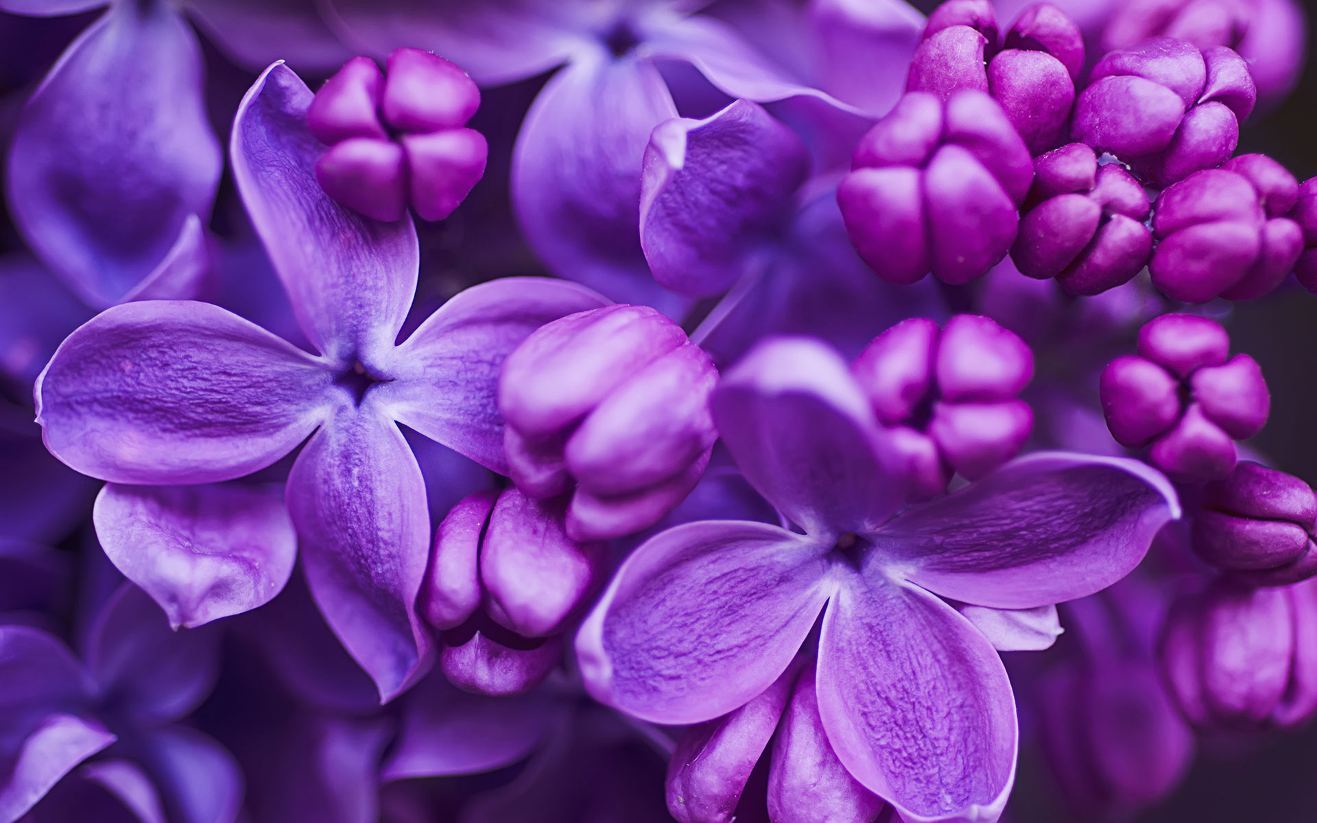 408587壁紙のダウンロードライラック, 地球, 花, 閉じる, 紫色の花, フラワーズ-スクリーンセーバーと写真を無料で
