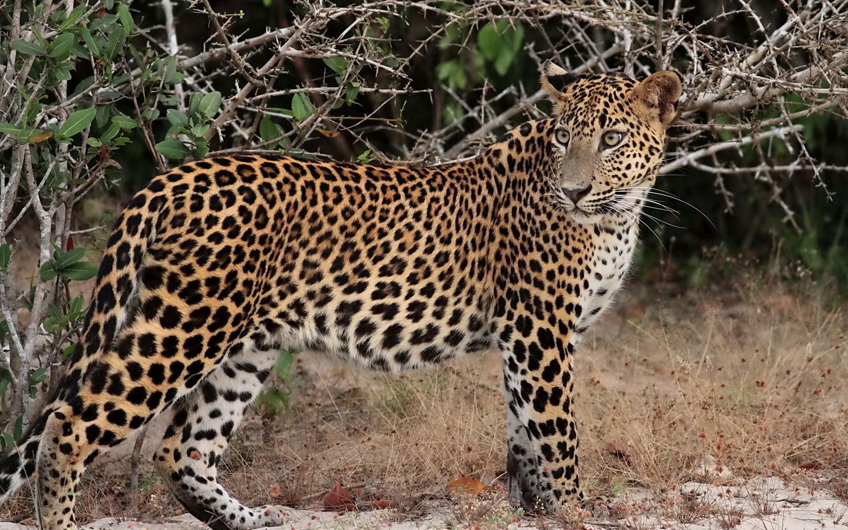 animals, leopard, branches, predator, to stand, stand