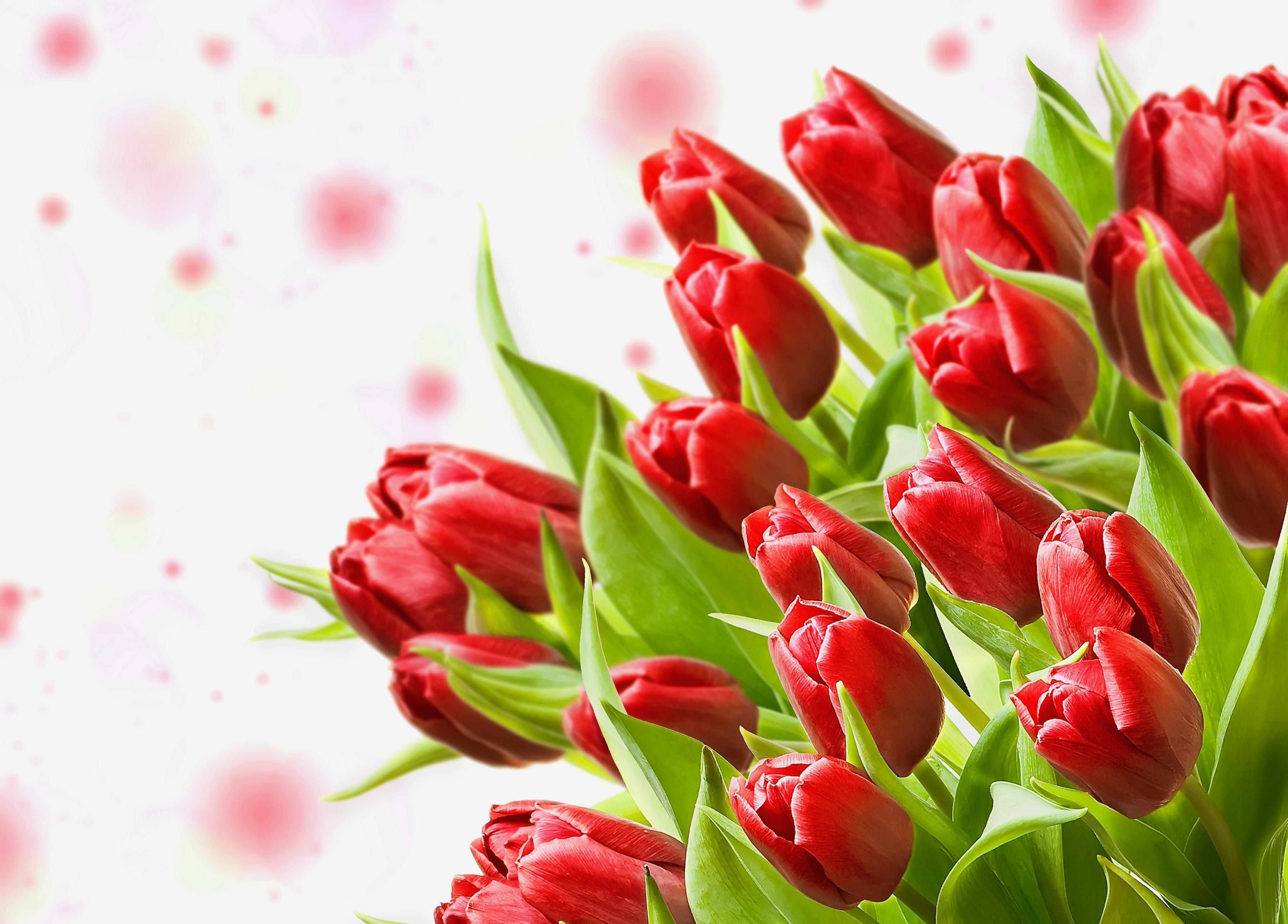 Lock Screen PC Wallpaper tulips, flowers, close up, bouquet