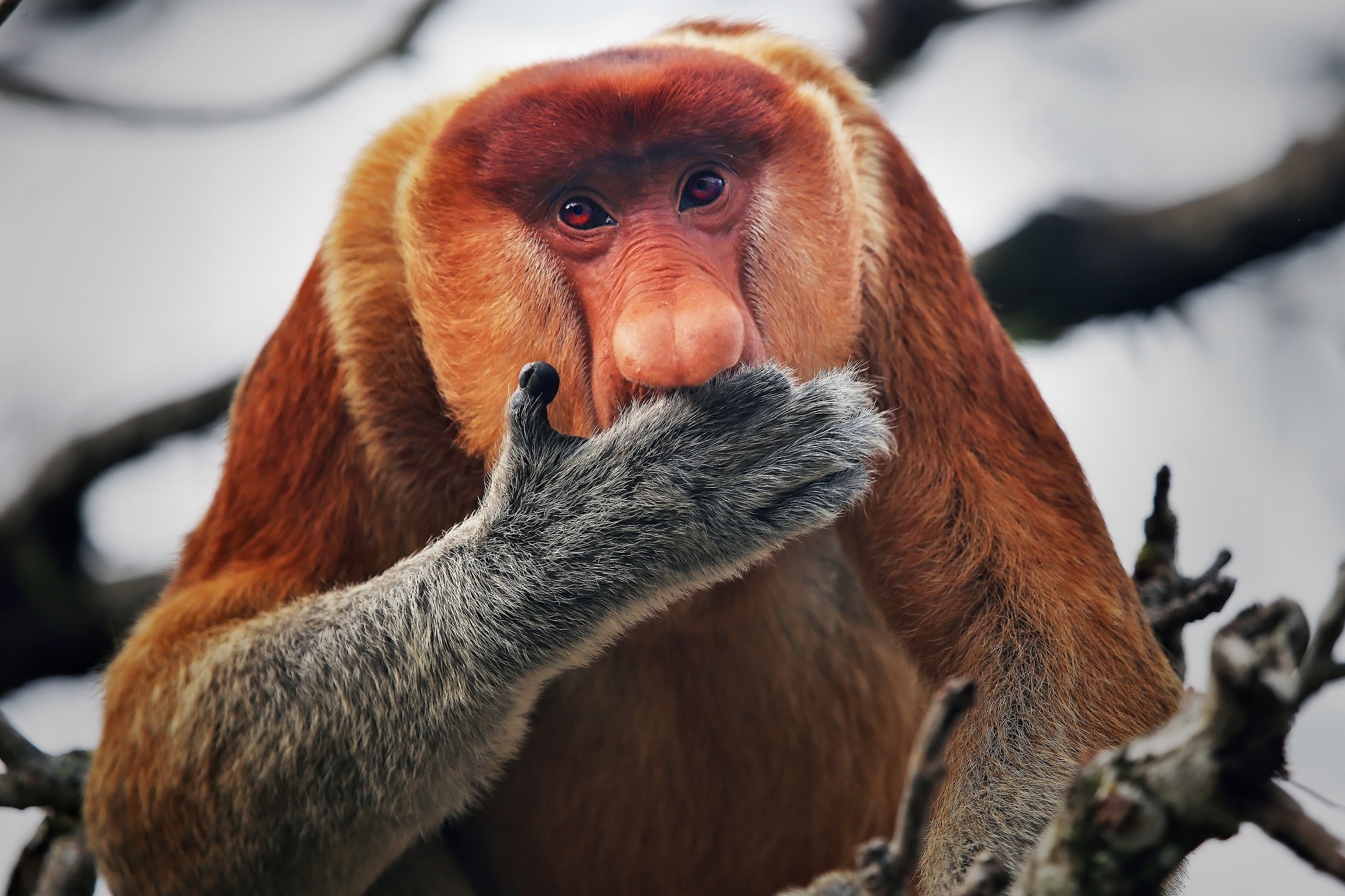 Proboscis Monkey iPhone Background