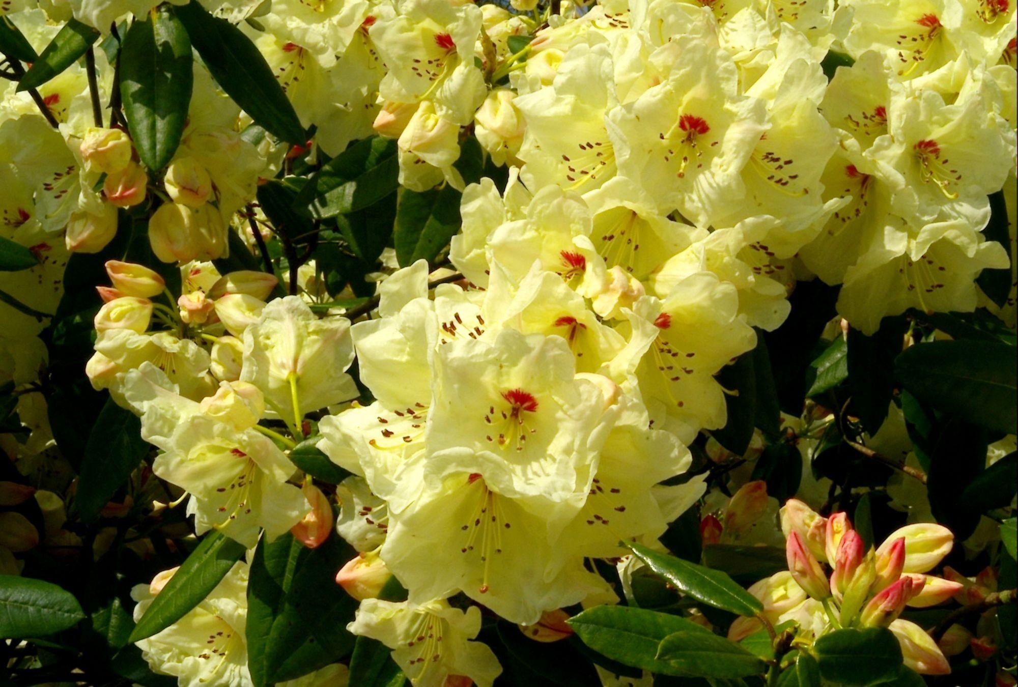 151141 Hintergrundbilder und Rhododendron Bilder auf dem Desktop. Laden Sie  Bildschirmschoner kostenlos auf den PC herunter