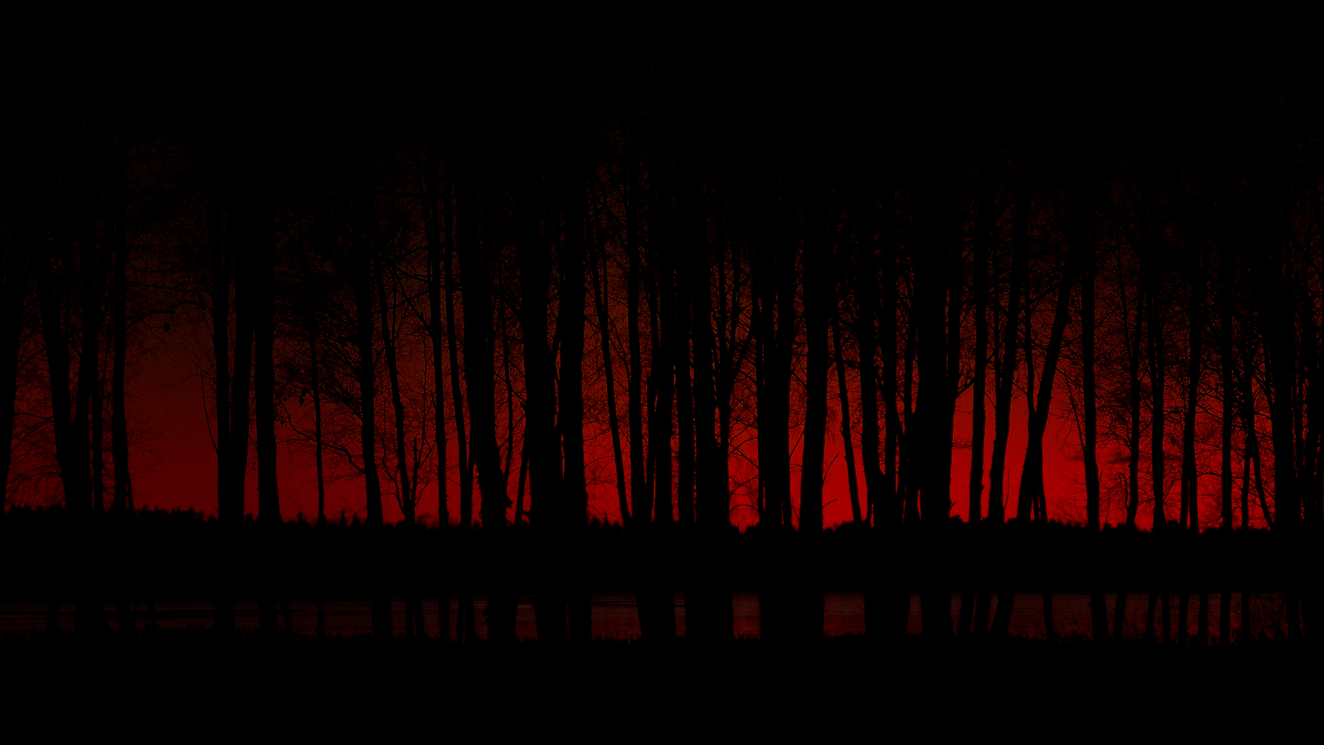 Night forest стим фото 44