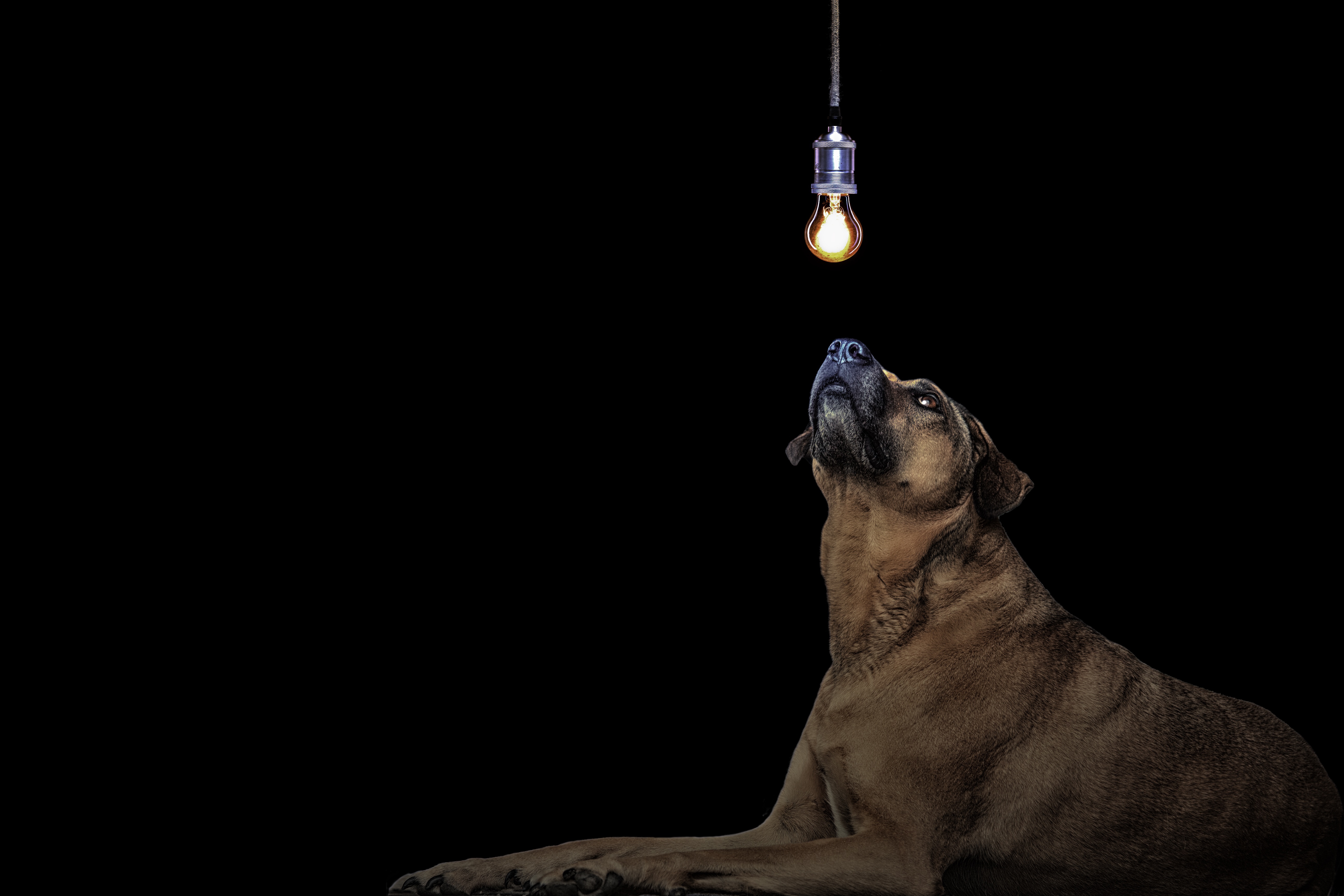 83630 Hintergrundbild herunterladen glühbirne, dunkel, hund, die glühbirne, idee - Bildschirmschoner und Bilder kostenlos